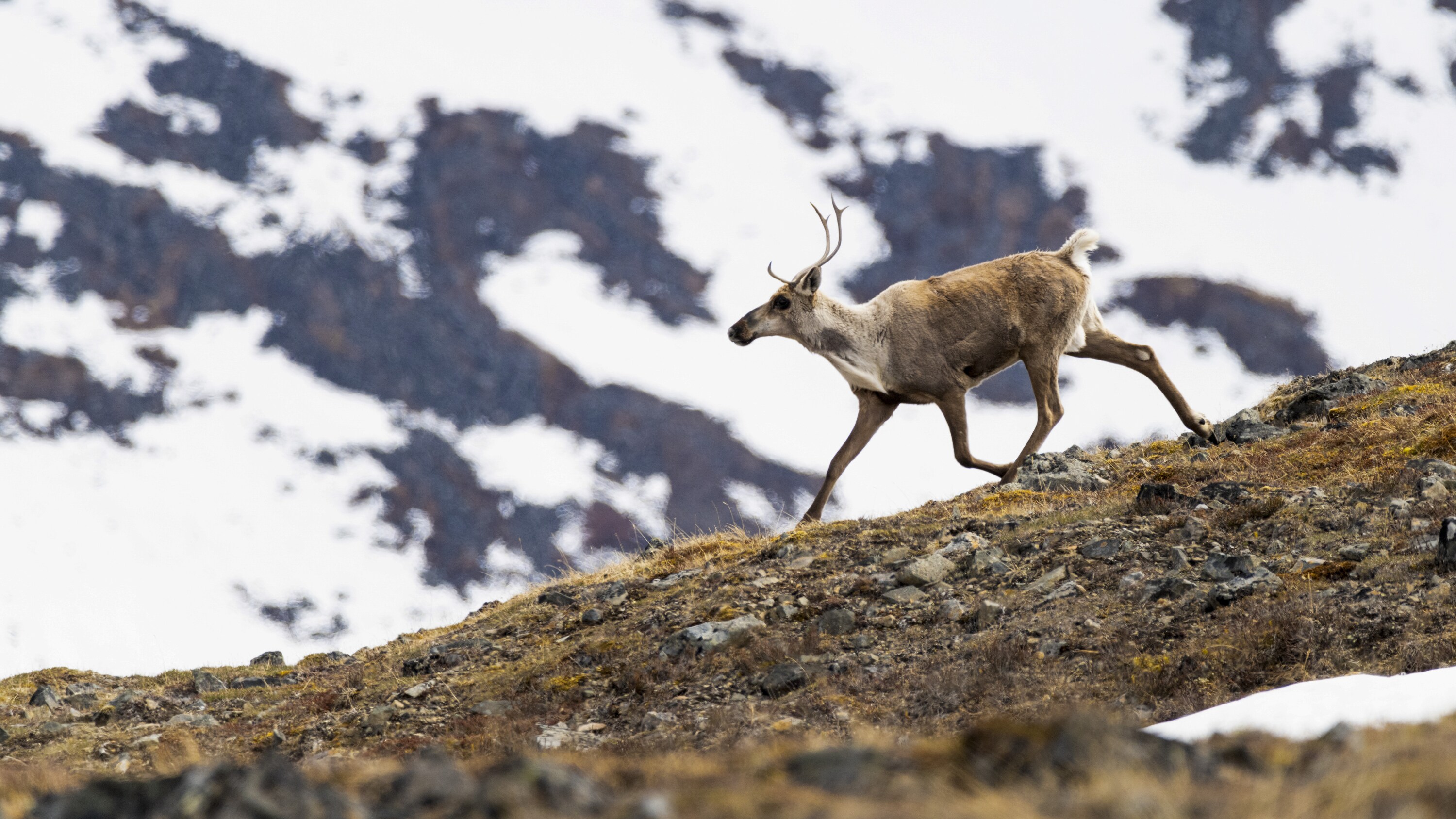 A Caribou runs along a ridge, flanked by snowcapped mountains. (National Geographic for Disney+/Nick Hawkins)