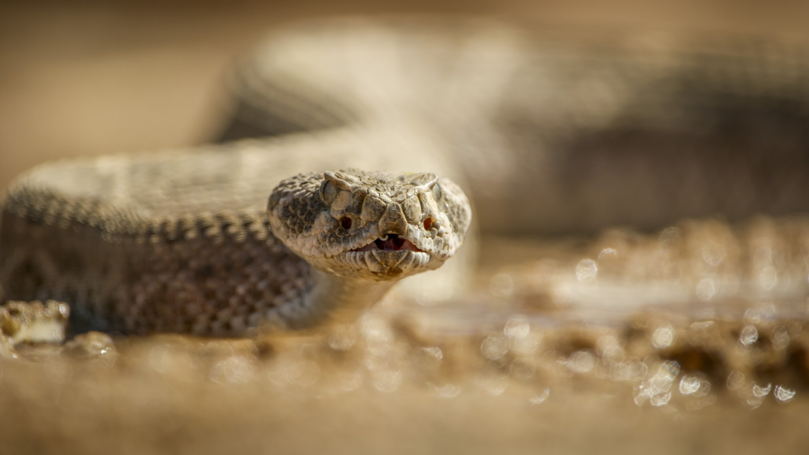 A Western diamondback rattlesnake travels through the scorching desert in search of prey. (National Geographic for Disney+)