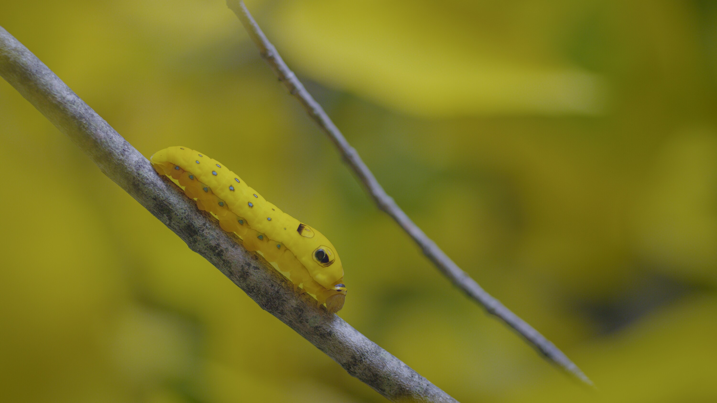 A spicebush swallowtail caterpillar well camouflaged against a forest bathed in fall colors. (National Geographic for Disney+)