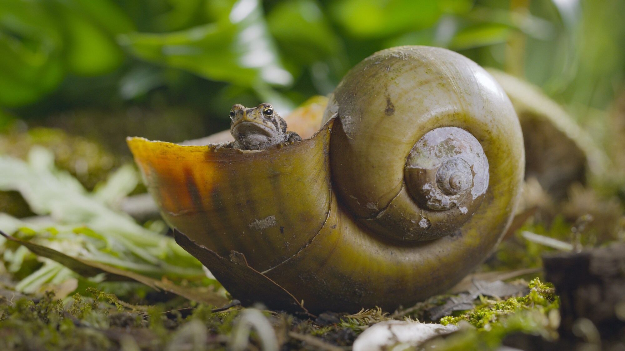An Oak toad takes cover from predators, such as a garter snake, inside a snail shell. (National Geographic for Disney+)