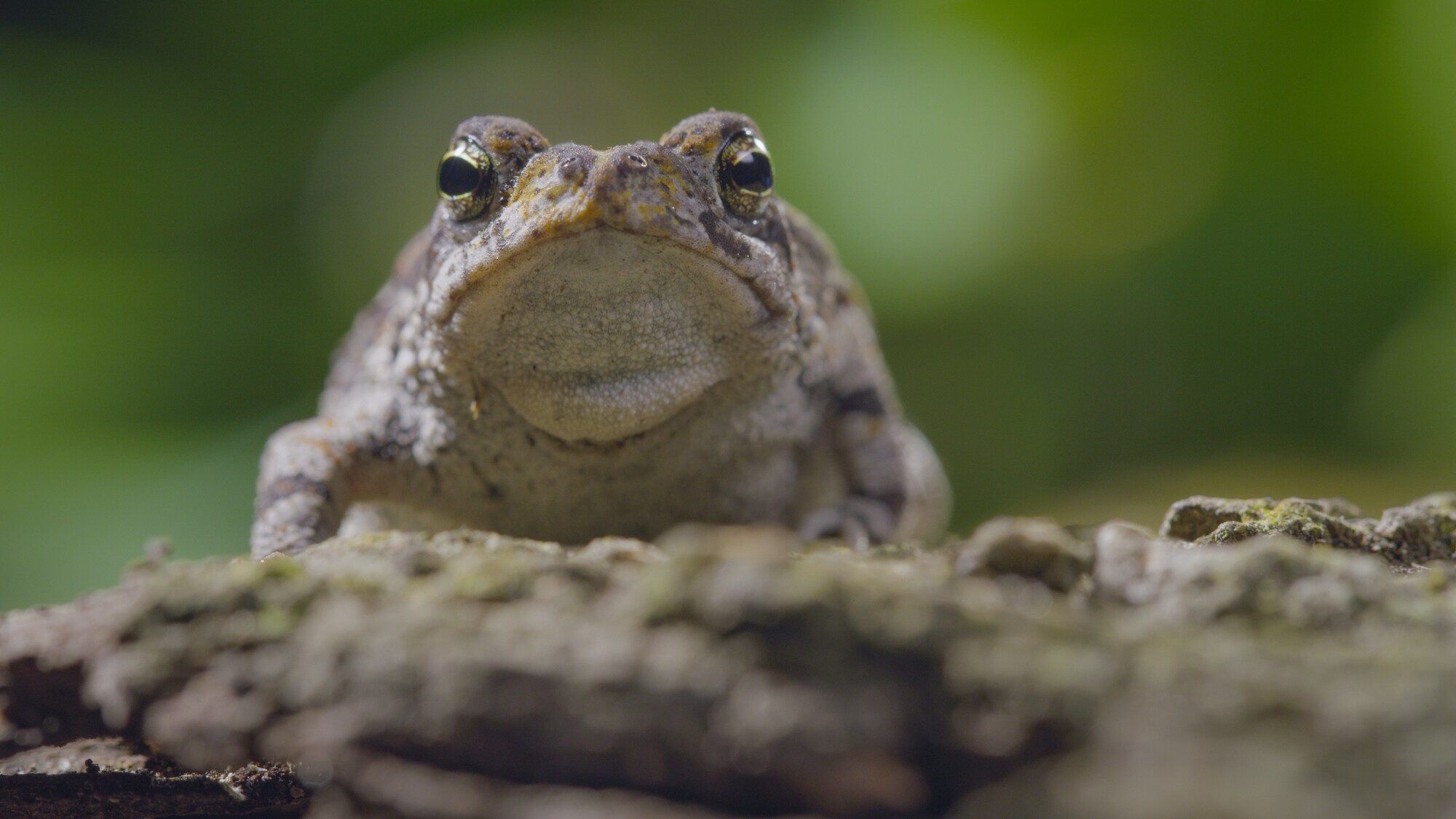 An Oak Toad on the hunt for dinner amongst the tropical forests of southern Florida. (National Geographic for Disney+)