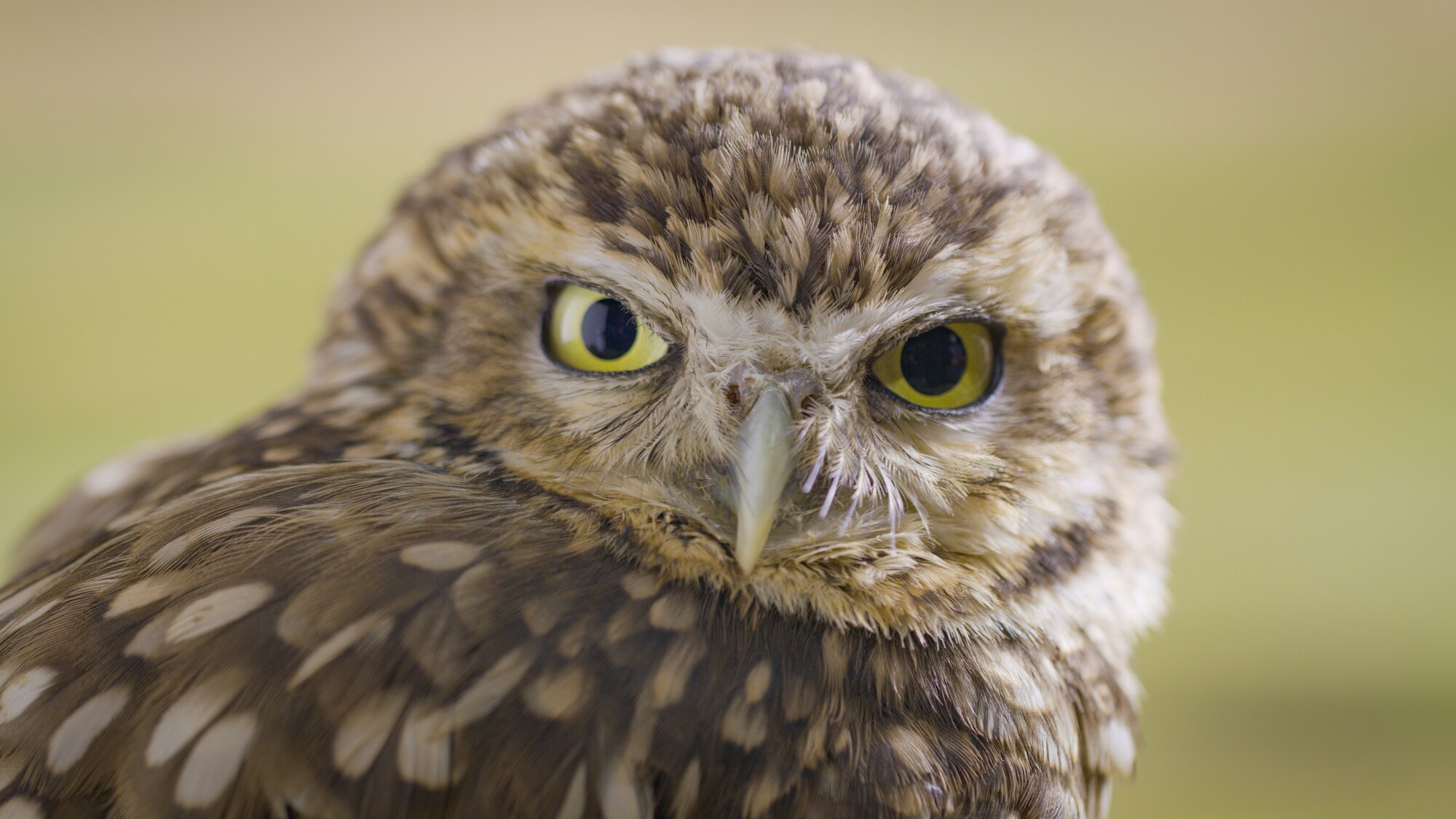 A burrowing owl keeps an eye out for changes in the weather. (National Geographic for Disney+)