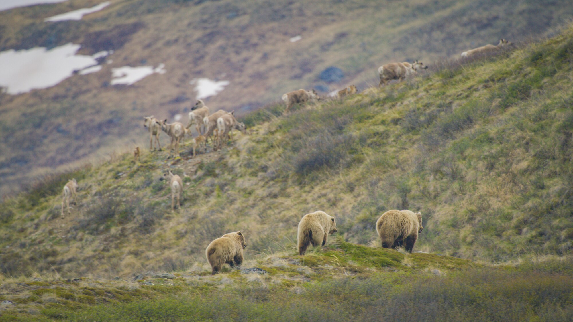 A Grizzly bear mother and her two young cubs hot on the trail of a Caribou herd. (National Geographic for Disney+)