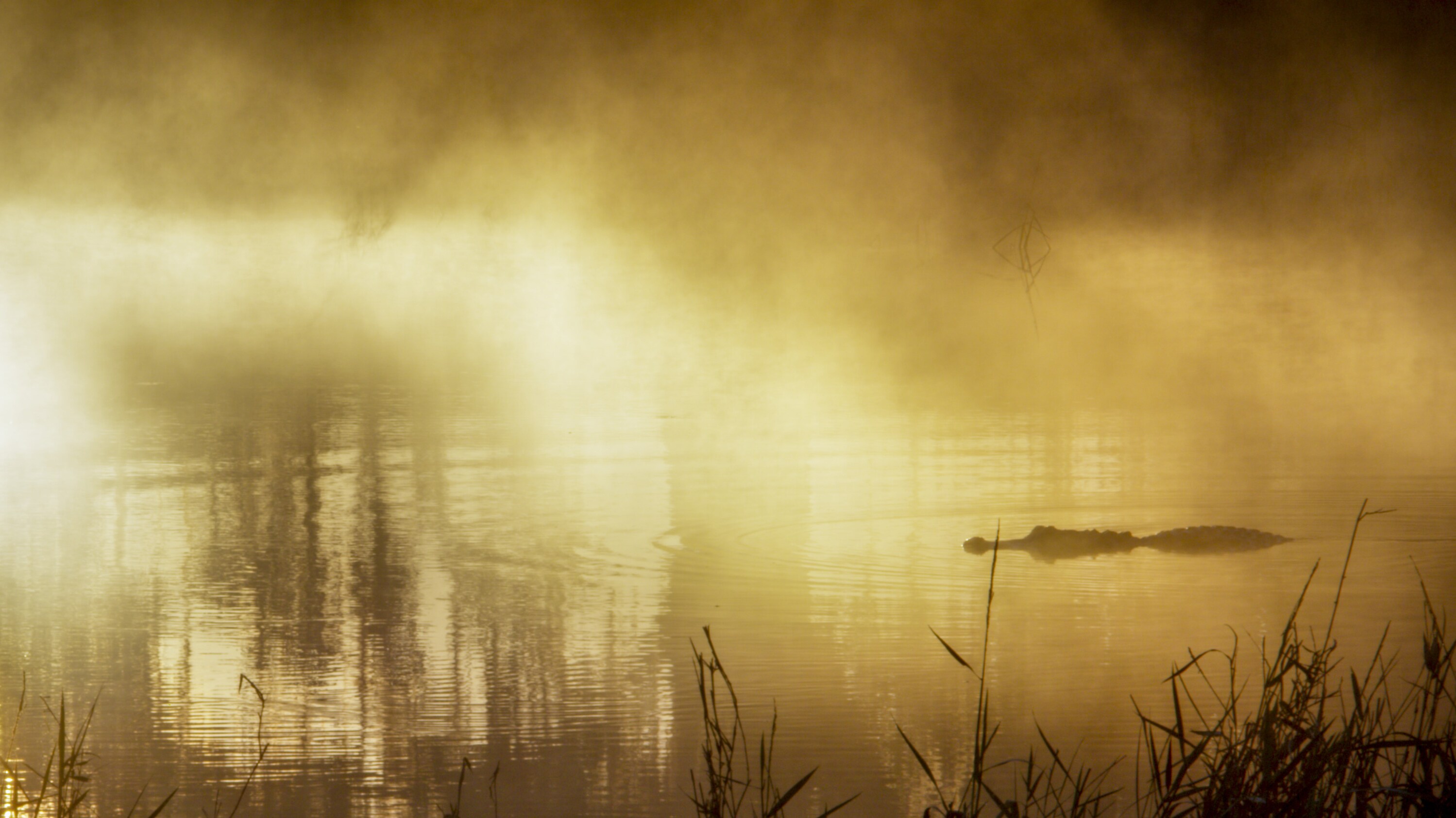 Sunrise penetrates through the early morning mist in the Southern swamps, revealing an American alligator on the lookout for an unsuspecting victim. (National Geographic for Disney+)