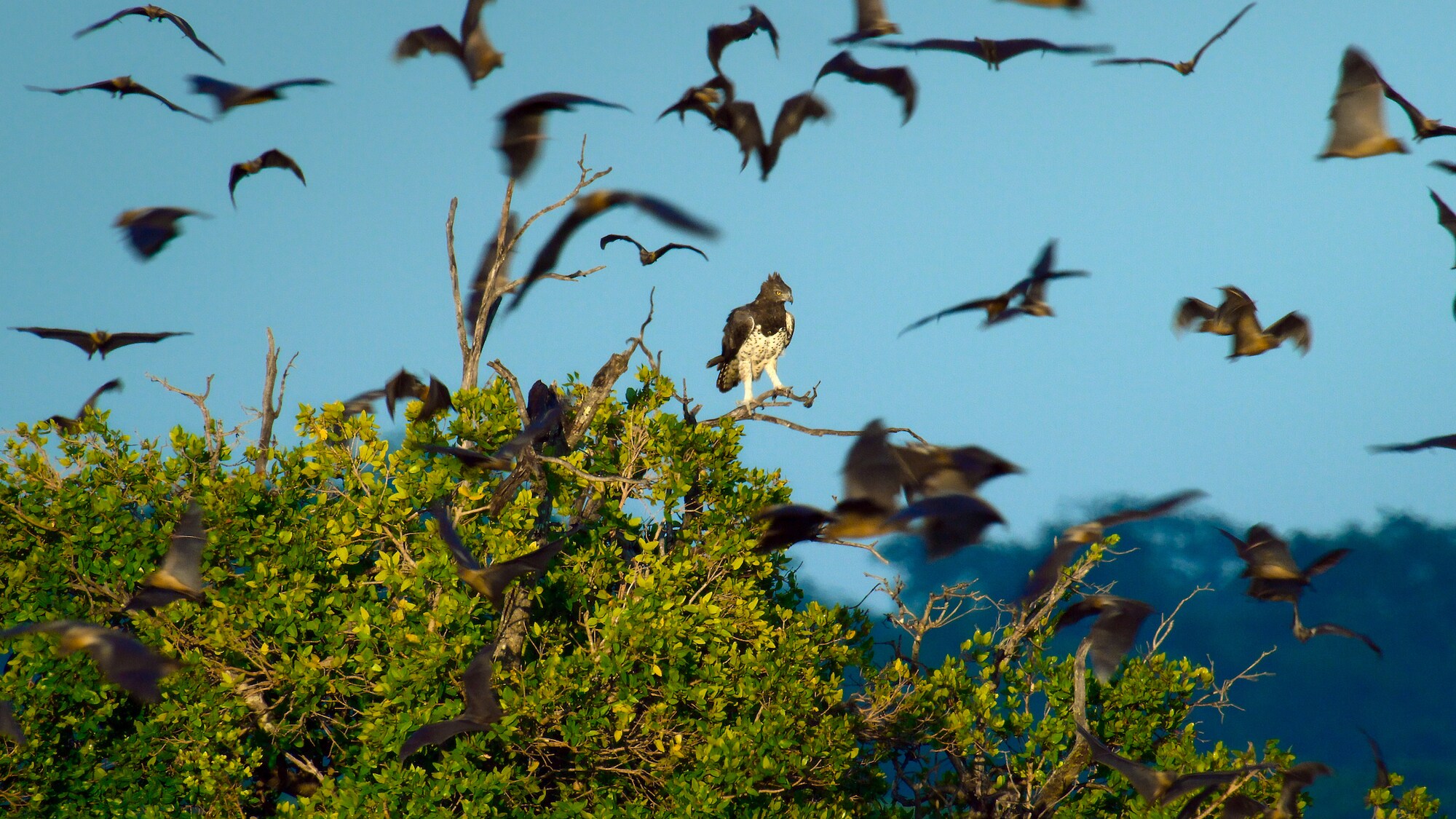 Crowned eagle perched over the bat forest, surrounded by fruit bats. (Credit: National Geographic for Disney+)