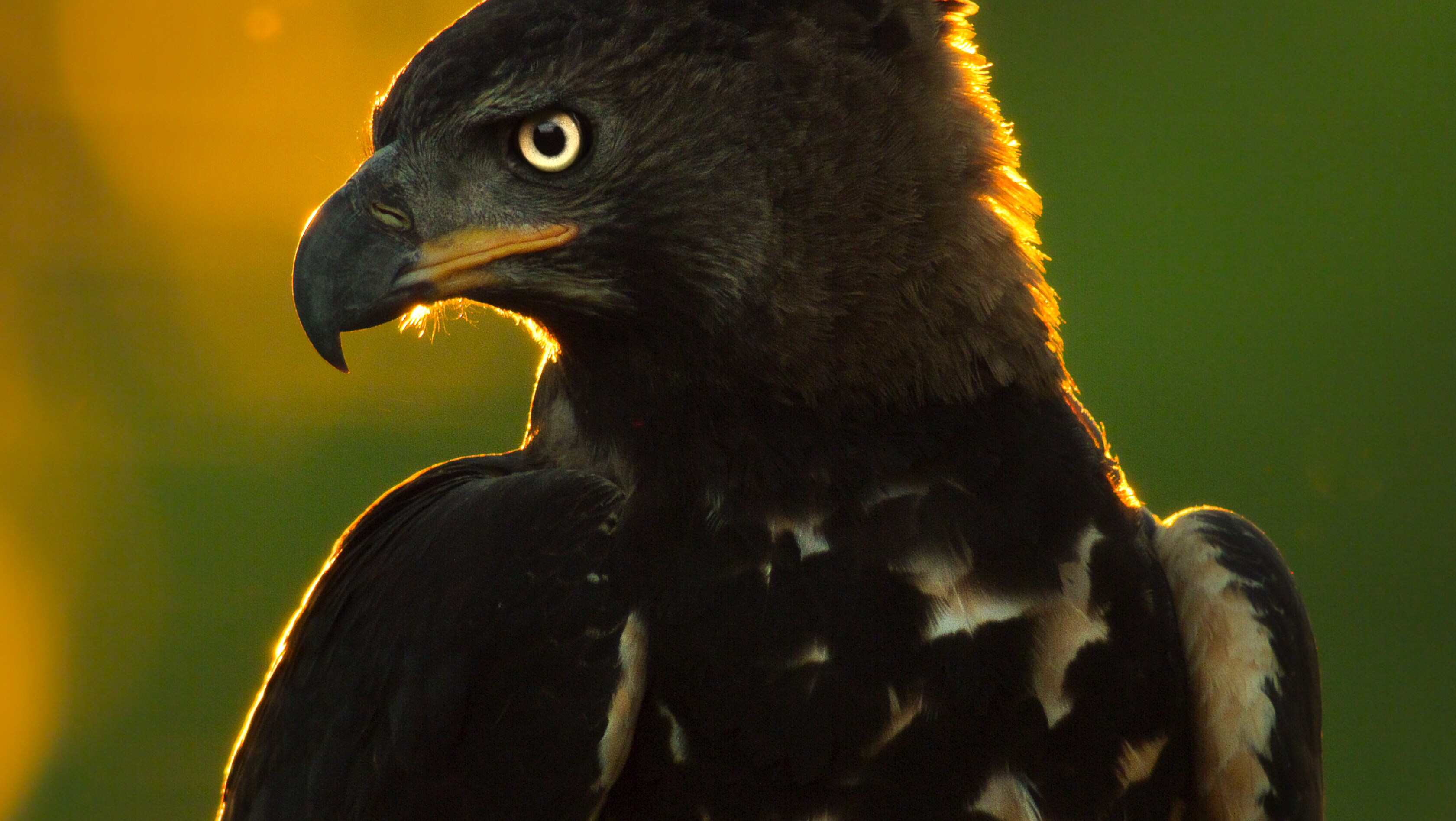A majestic Crowned Eagle surveys the land. (Credit: National Geographic/Bertie Gregory for Disney+)
