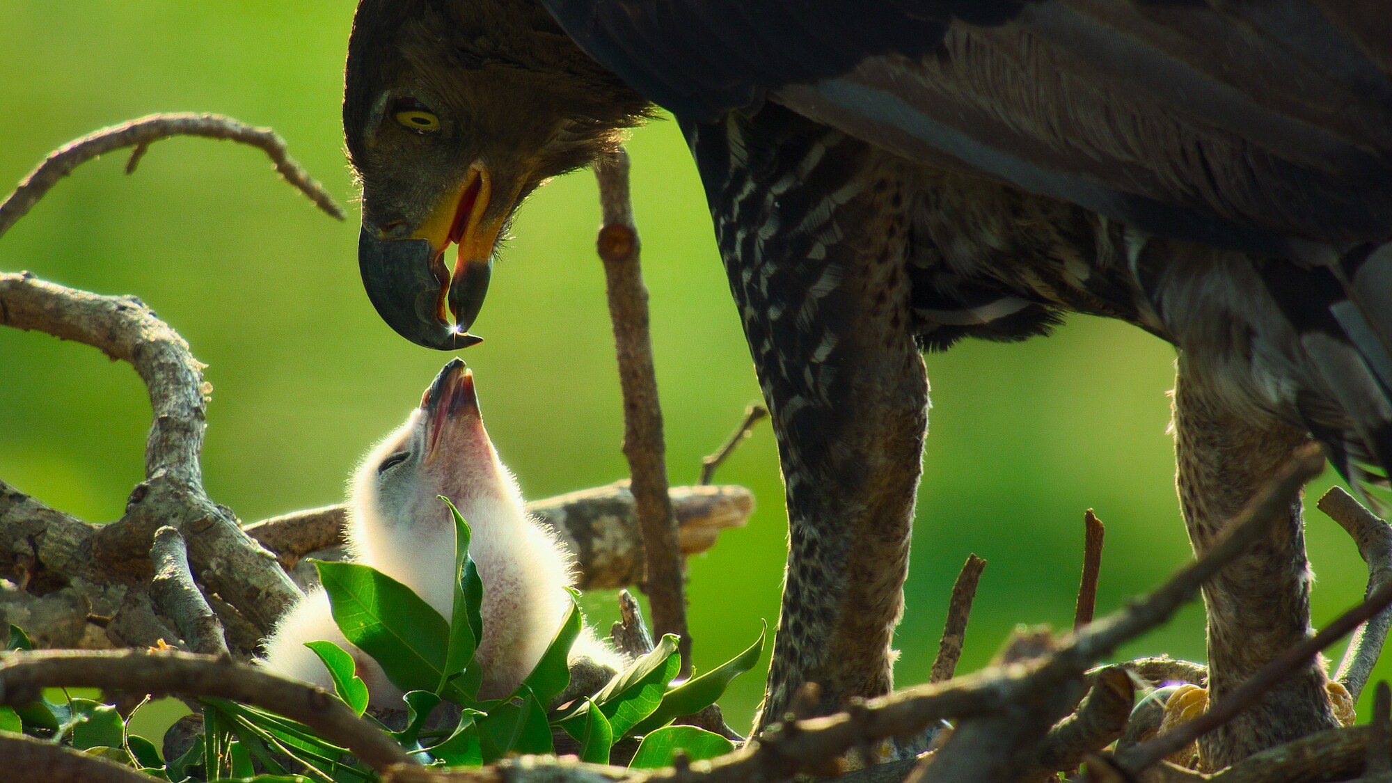 Crowned Eagle feeding it's chick. (Credit: National Geographic/Bertie Gregory for Disney+)