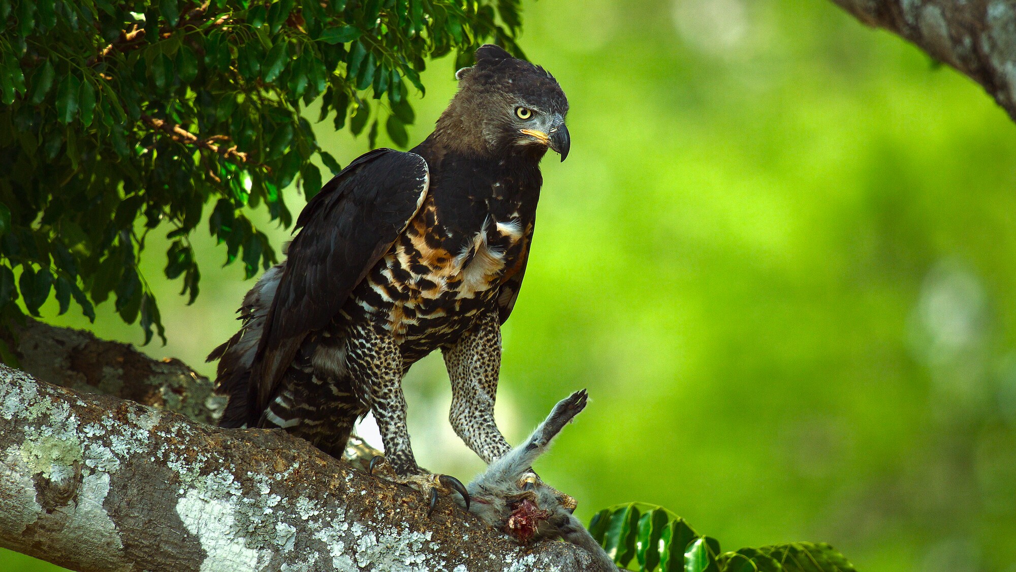 Crowned Eagle proudly defends it's meal. (Credit: National Geographic/Bertie Gregory for Disney+)