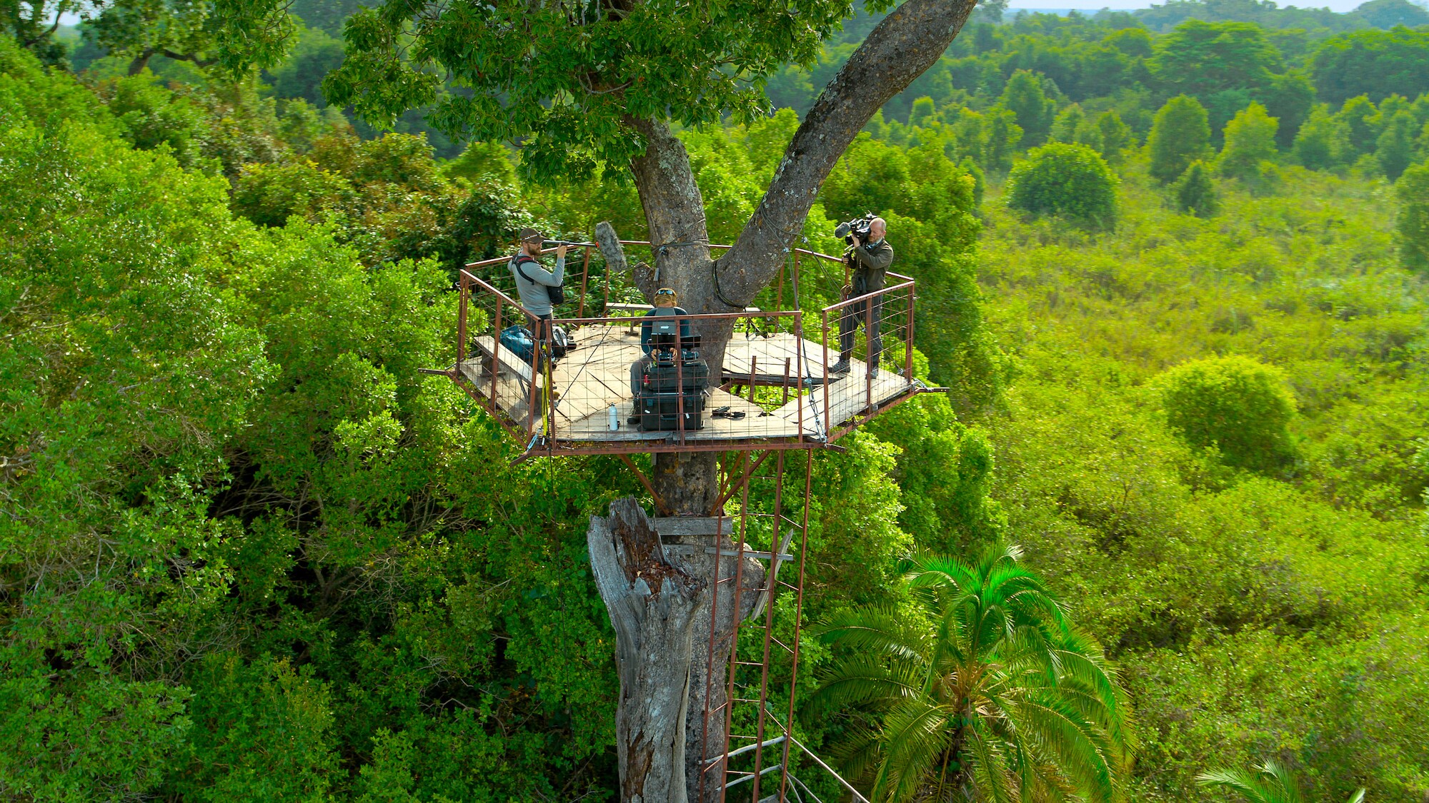 The team film Bertie Gregory high up in the tree tops as he flies his drone to get the epic shot. (Credit: National Geographic/Bertie Gregory for Disney+)