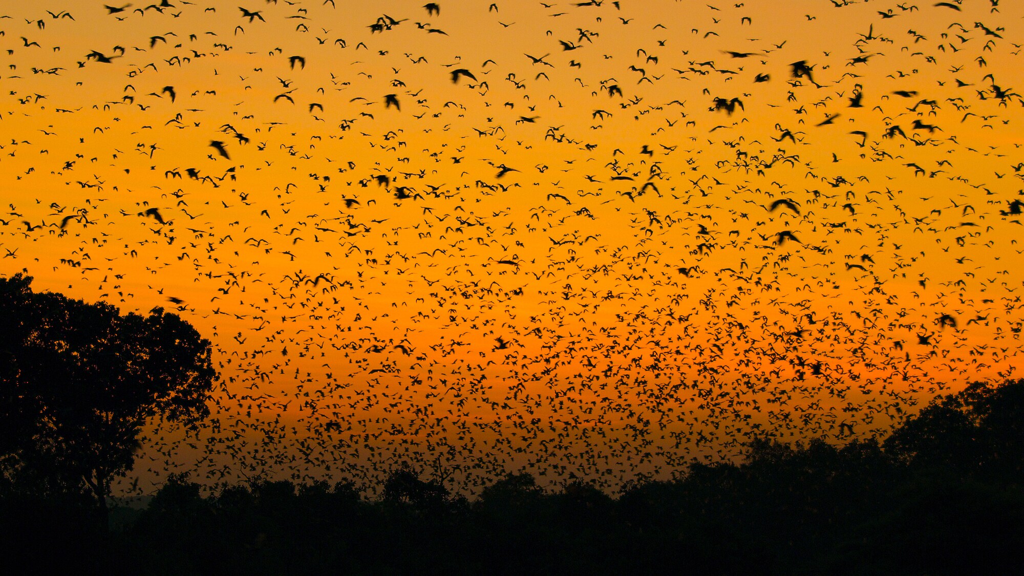 Millions of fruit bats fly over Kasanka National park at dawn. (Credit: National Geographic/Sam Stewart for Disney+)