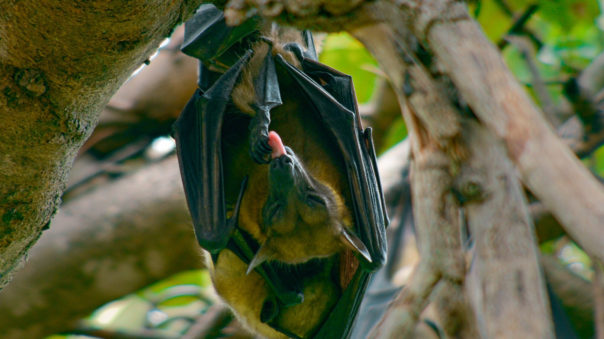 A Fruit bat resting in a tree, giving itself a good clean after a busy night foraging. (Credit: National Geographic/Bertie Gregory for Disney+)