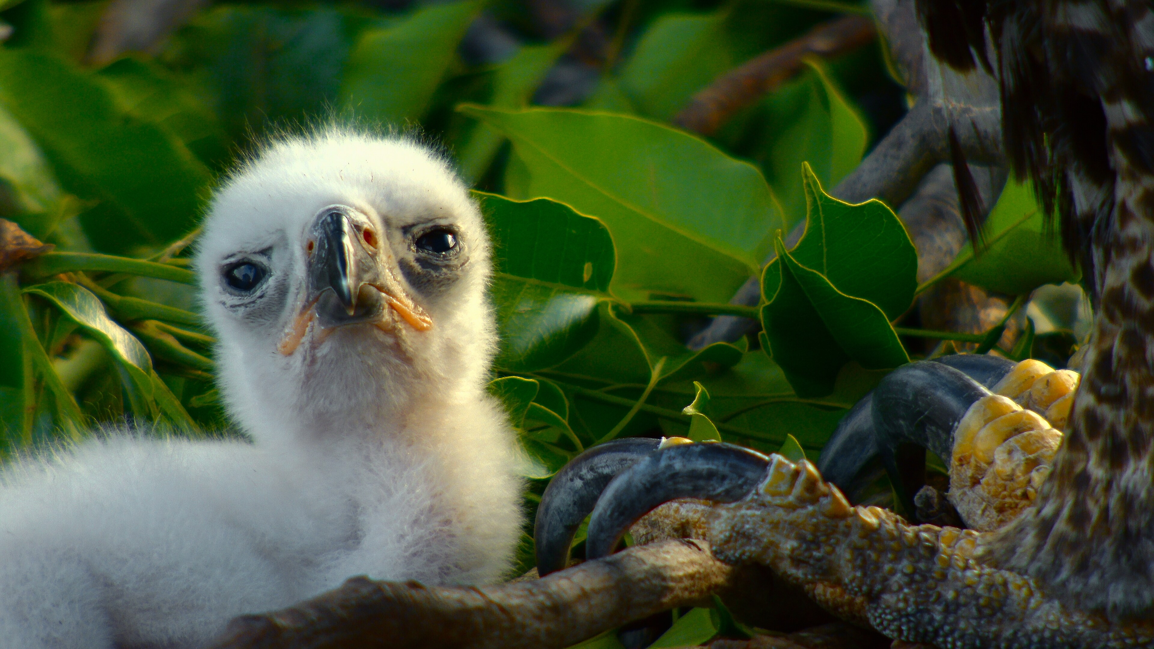Crowned eagle chick in nest. (Credit: National Geographic for Disney+)