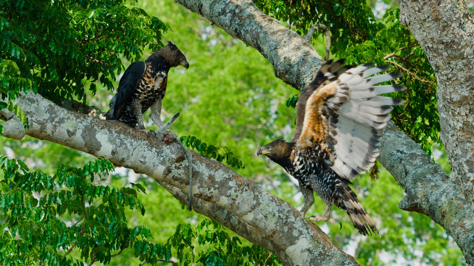 The father crowned eagle comes home with food for the nest, the mother greets him. (Credit: National Geographic/Bertie Gregory for Disney+)