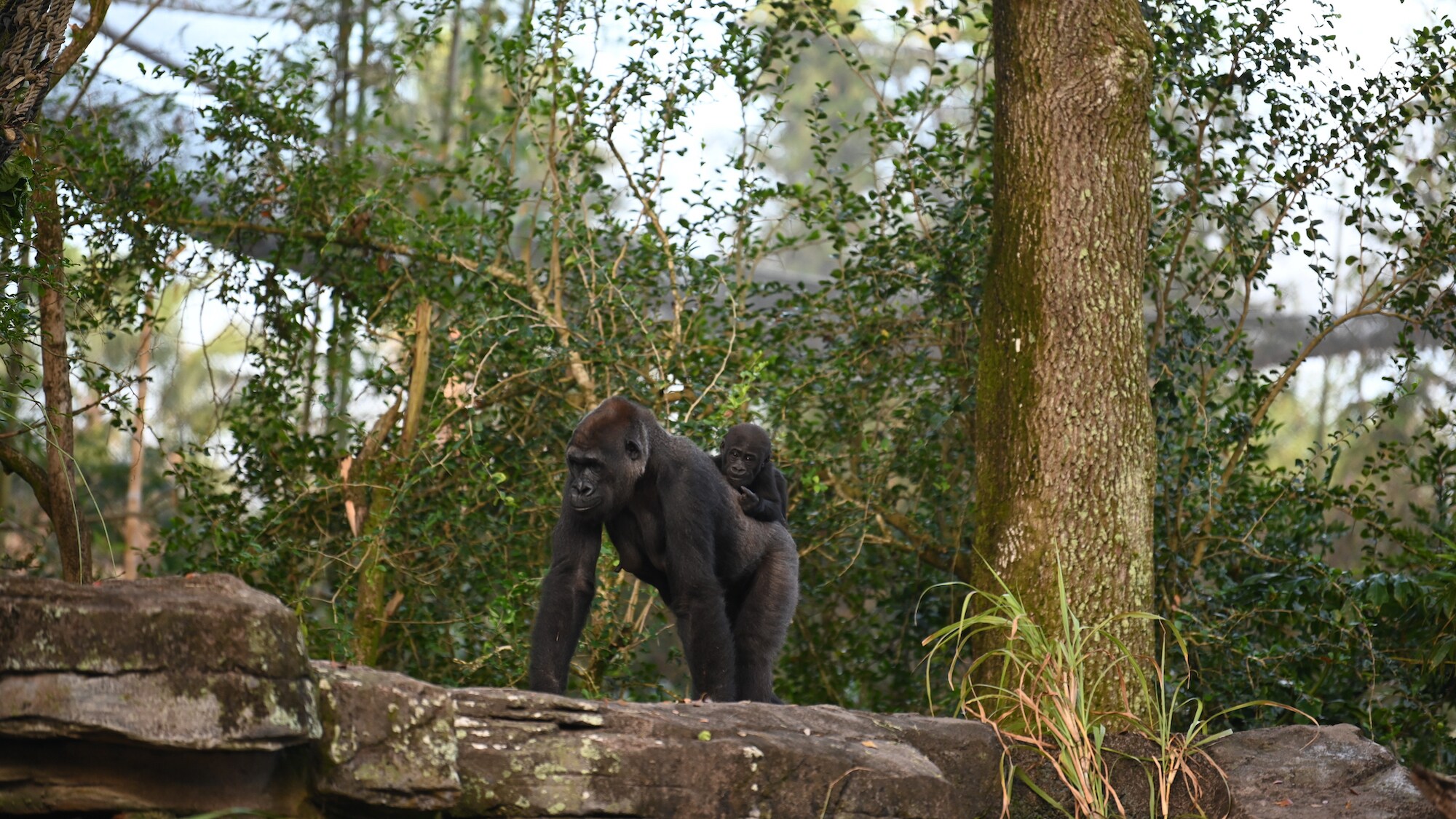Kashata the Gorilla holding baby Grace the Gorilla. (National Geographic/Gene Page)