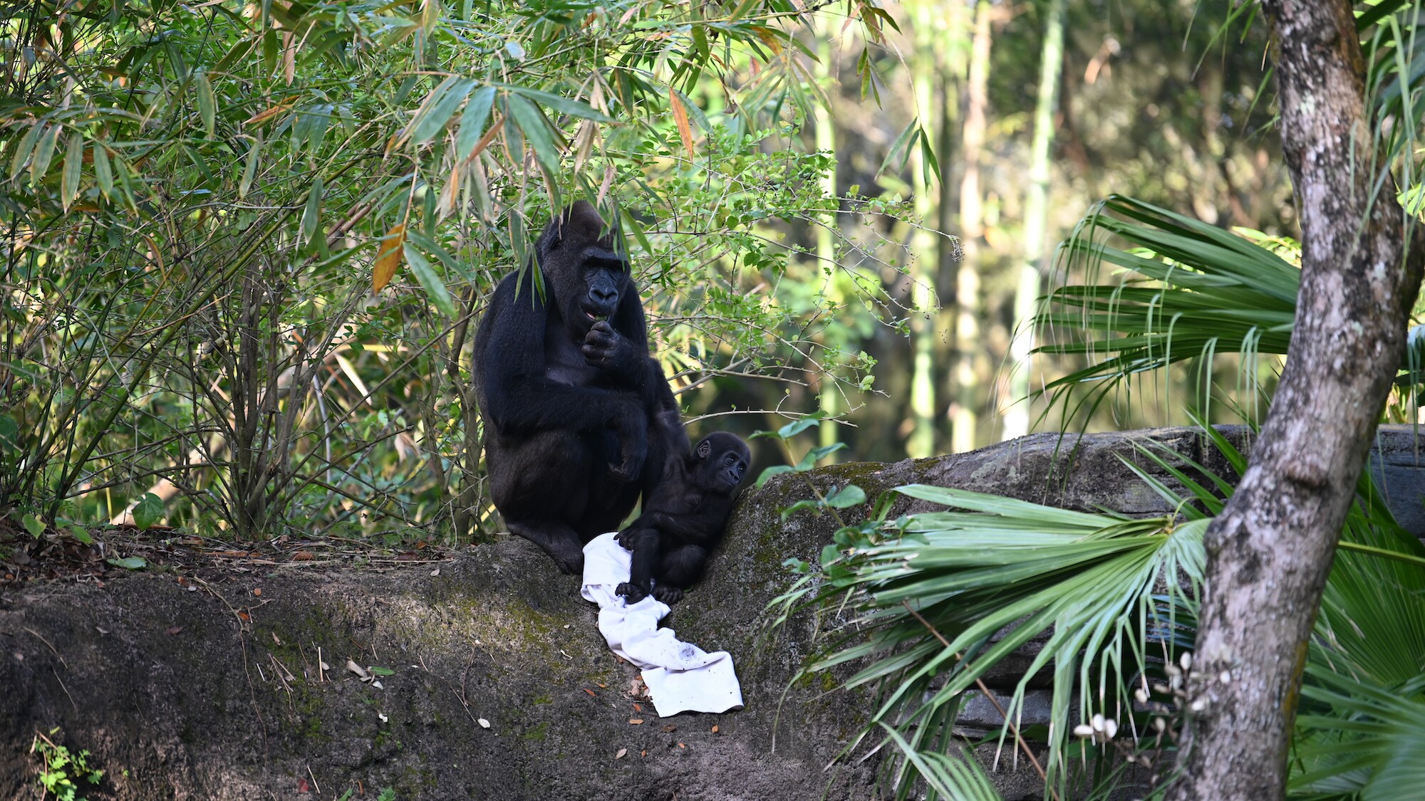 Kashata the Gorilla and baby Grace the Gorilla. (National Geographic/Gene Page)