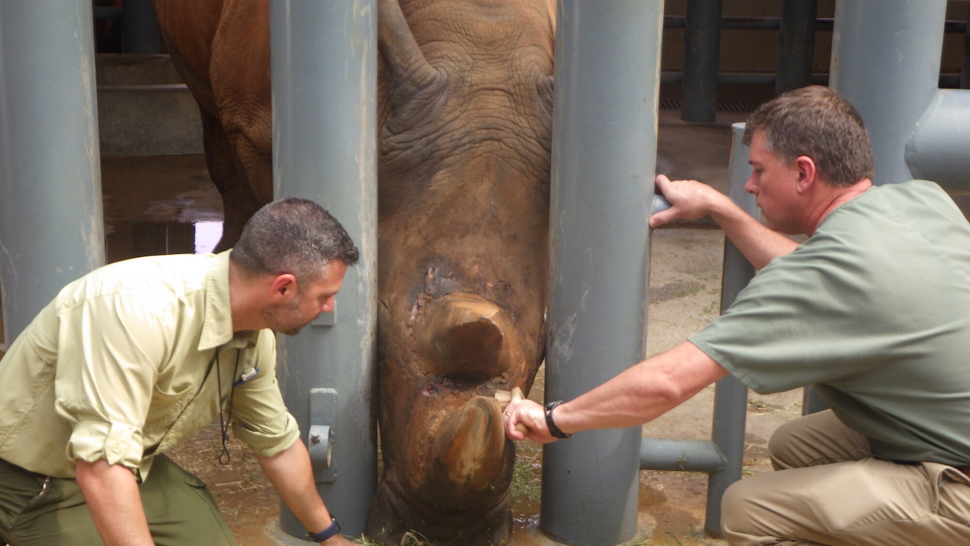 Dr. Geoff Pye cleans the area in between Dugan's horns. Dugan, the Southern White Rhino, has a wound in between his horns caused by sparring with the other rhinos. (Disney)