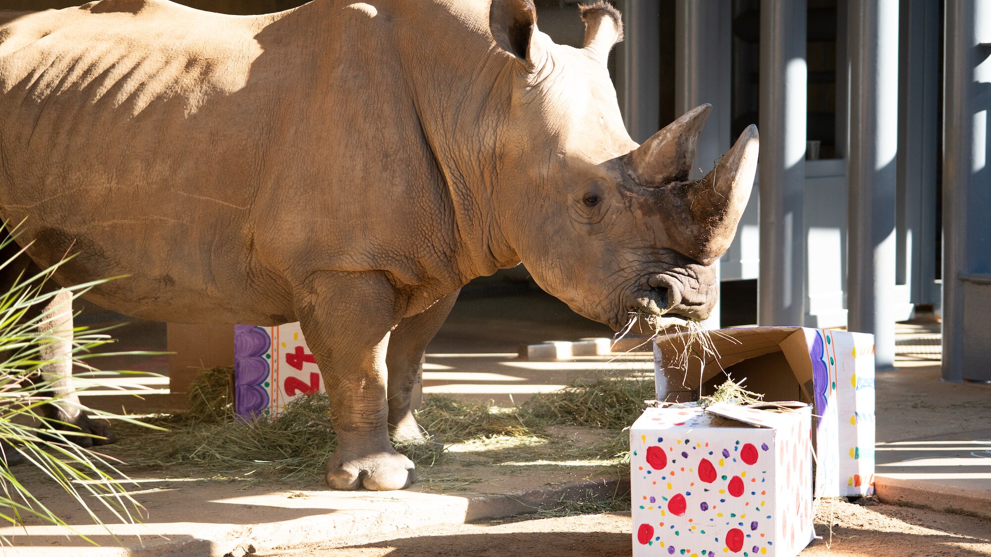 The keepers have put together a couple of surprises for Dugan, the Southern White Rhino, to celebrate his 24th birthday. The birthday surprises include signs dedicated to him, boxes full of hay and a hay cake which he smashes. (Disney)