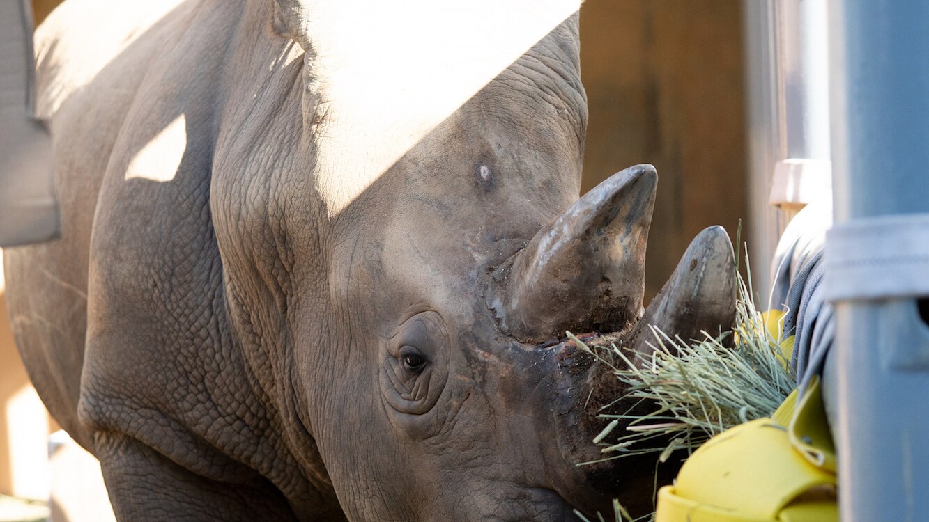 The keepers have put together a couple of surprises for Dugan, the Southern White Rhino, to celebrate his 24th birthday. The birthday surprises include signs dedicated to him, boxes full of hay and a hay cake which he smashes. (Disney)