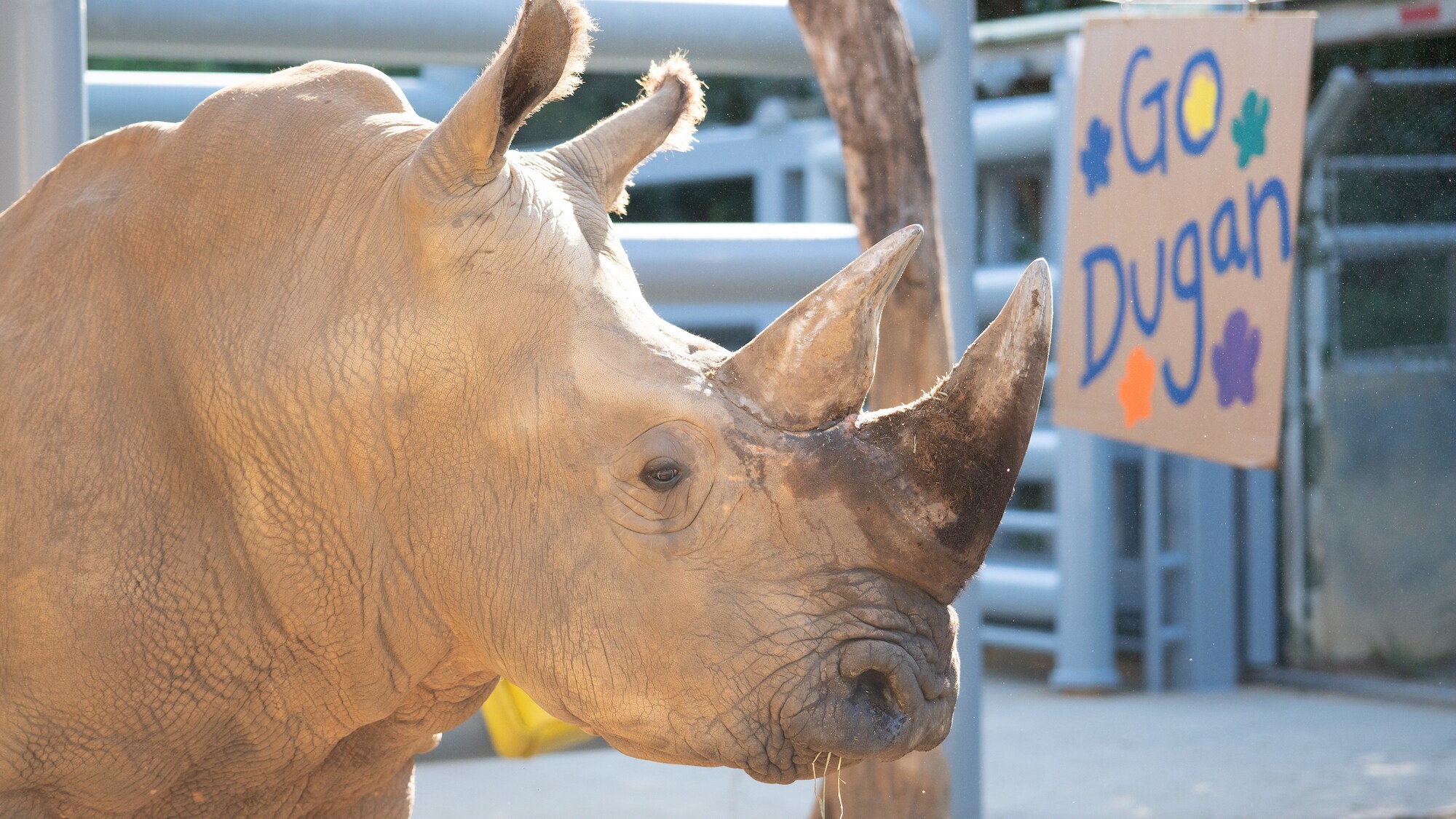 The keepers have put together a couple of surprises for Dugan, the Southern White Rhino, to celebrate his 24th birthday. The birthday surprises include signs dedicated to him, boxes full of hay and a hay cake which he smashes. (Disney)