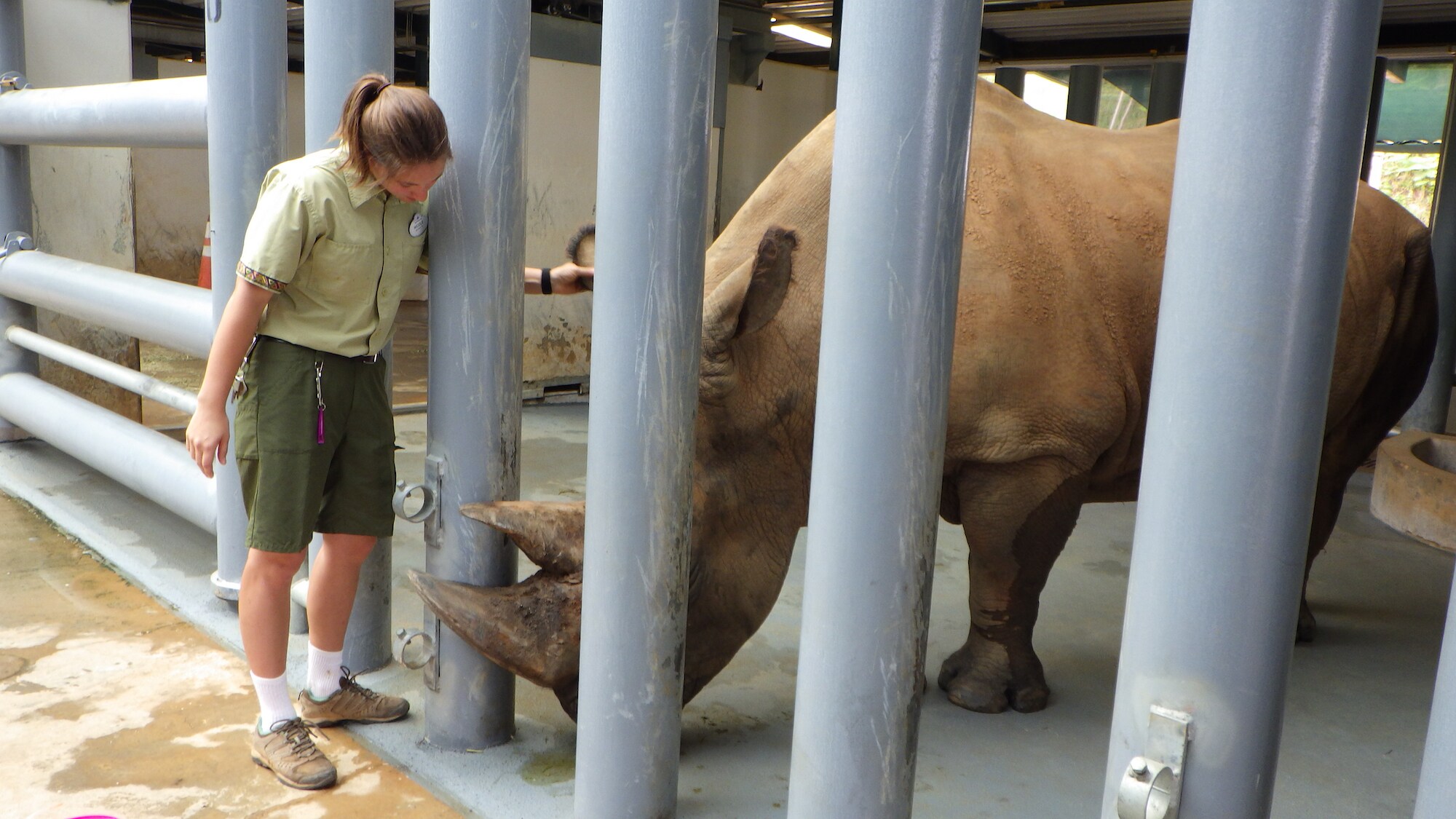 Keeper Nicole Richter checks up on Dugan, the Southern White Rhino's horn because of abrasions and a potential infection. (Disney)