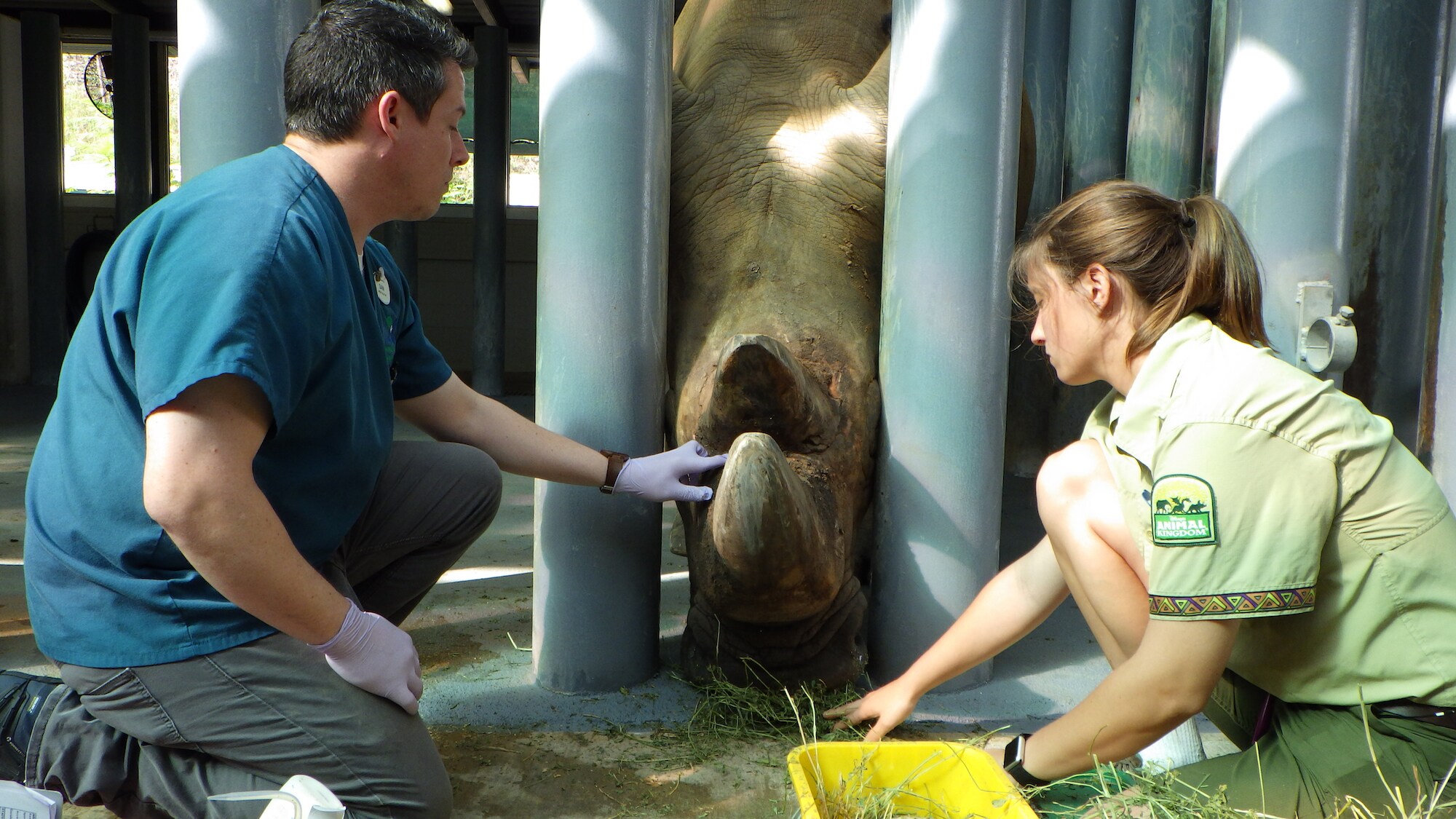 Dugan the Southern White Rhino is getting one of his horns looked at and treated by Dr. Dan Fredholm and keeper Nicole Richter because of abrasions and a potential infection. (Disney)
