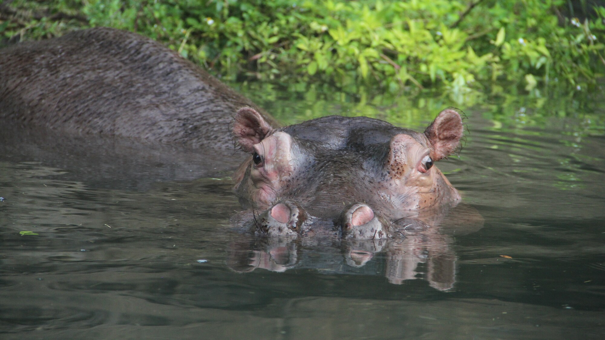 Augustus, Gus for short, the Hippopotamus. (Disney)