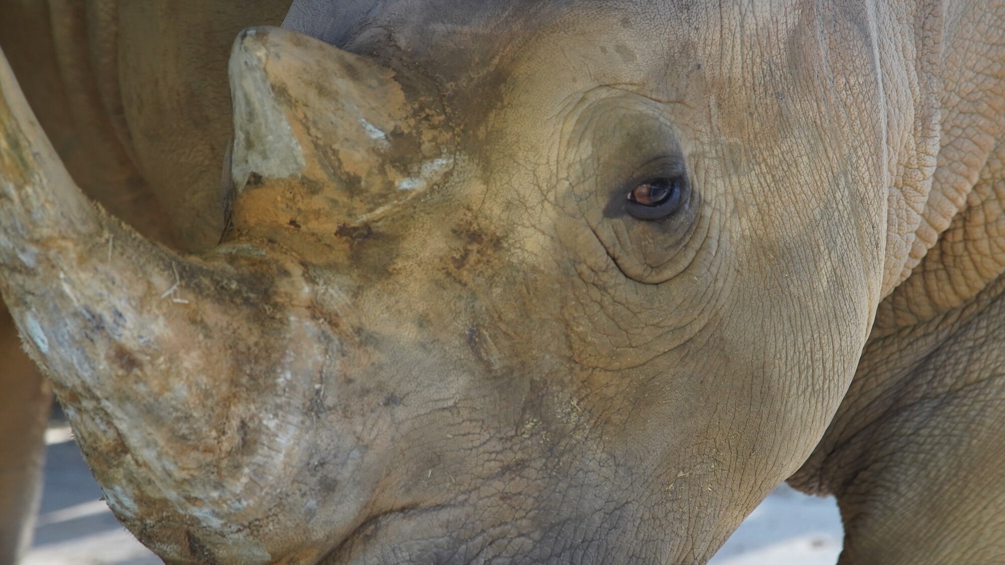 Kiama, the Southern White Rhino. (Disney)