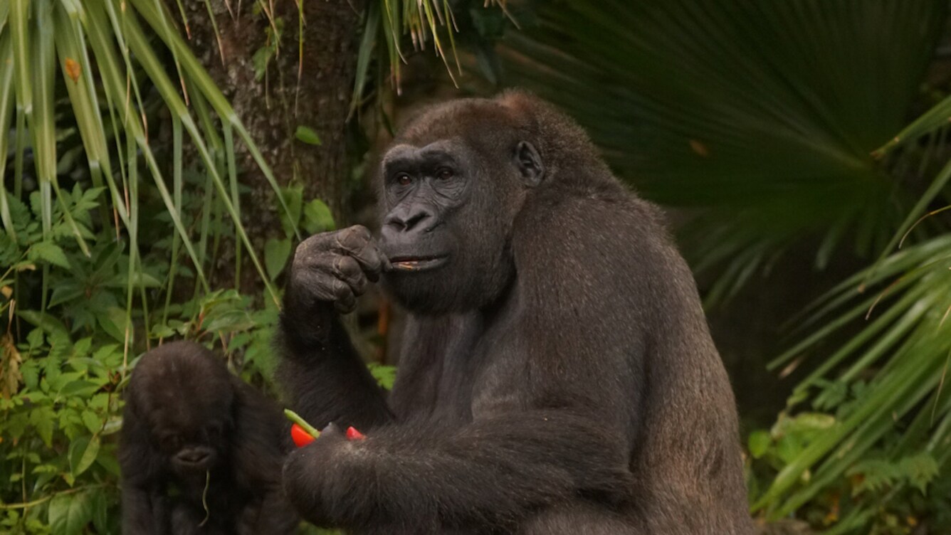 Kashata, the Western Lowland Gorilla, with daughter Grace. (Disney)