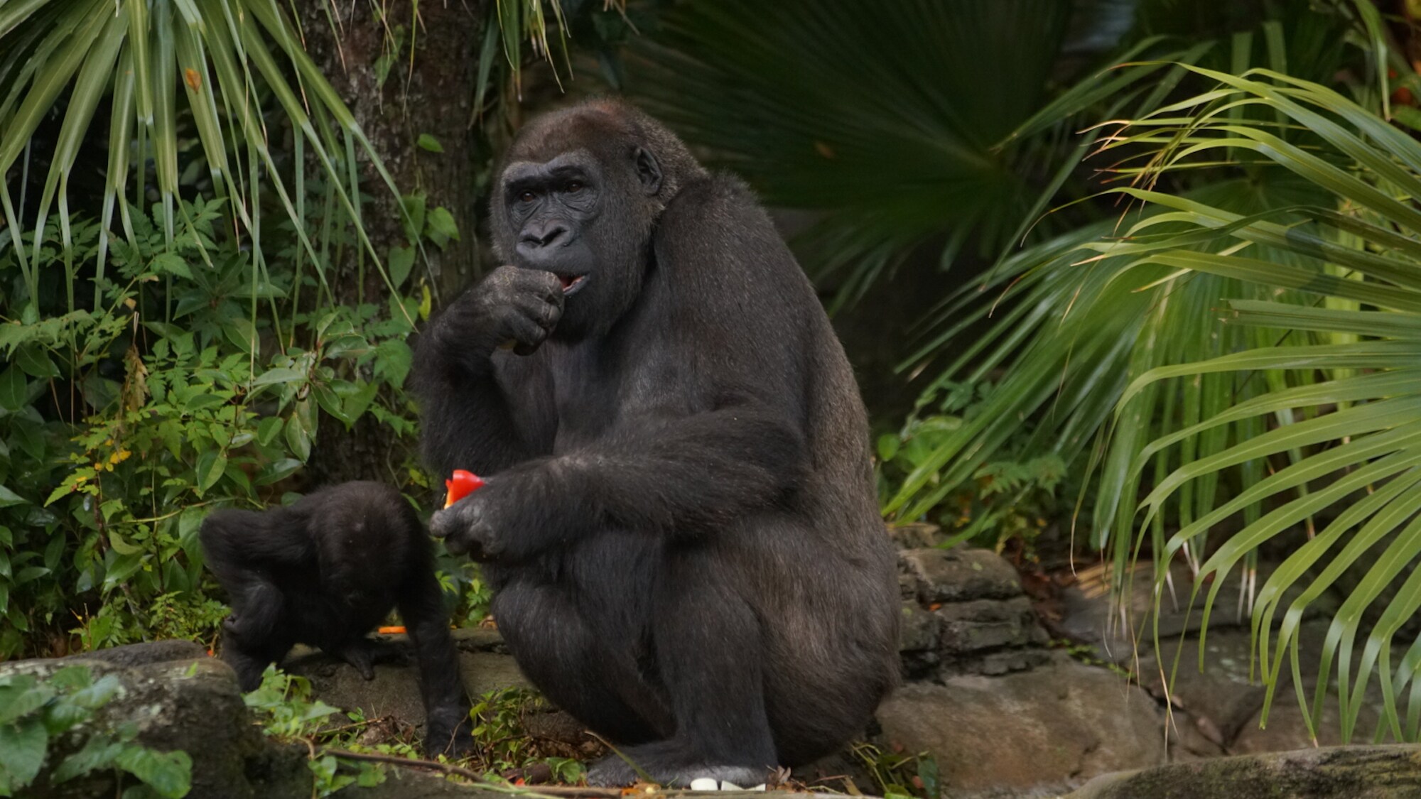 Kashata, the Western Lowland Gorilla, with daughter Grace. (Disney)