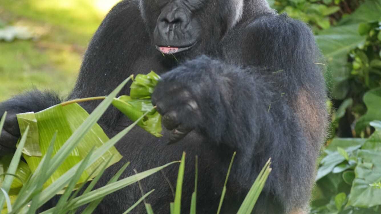 Gino, the Silverback, Western Lowland Gorilla. (Disney)