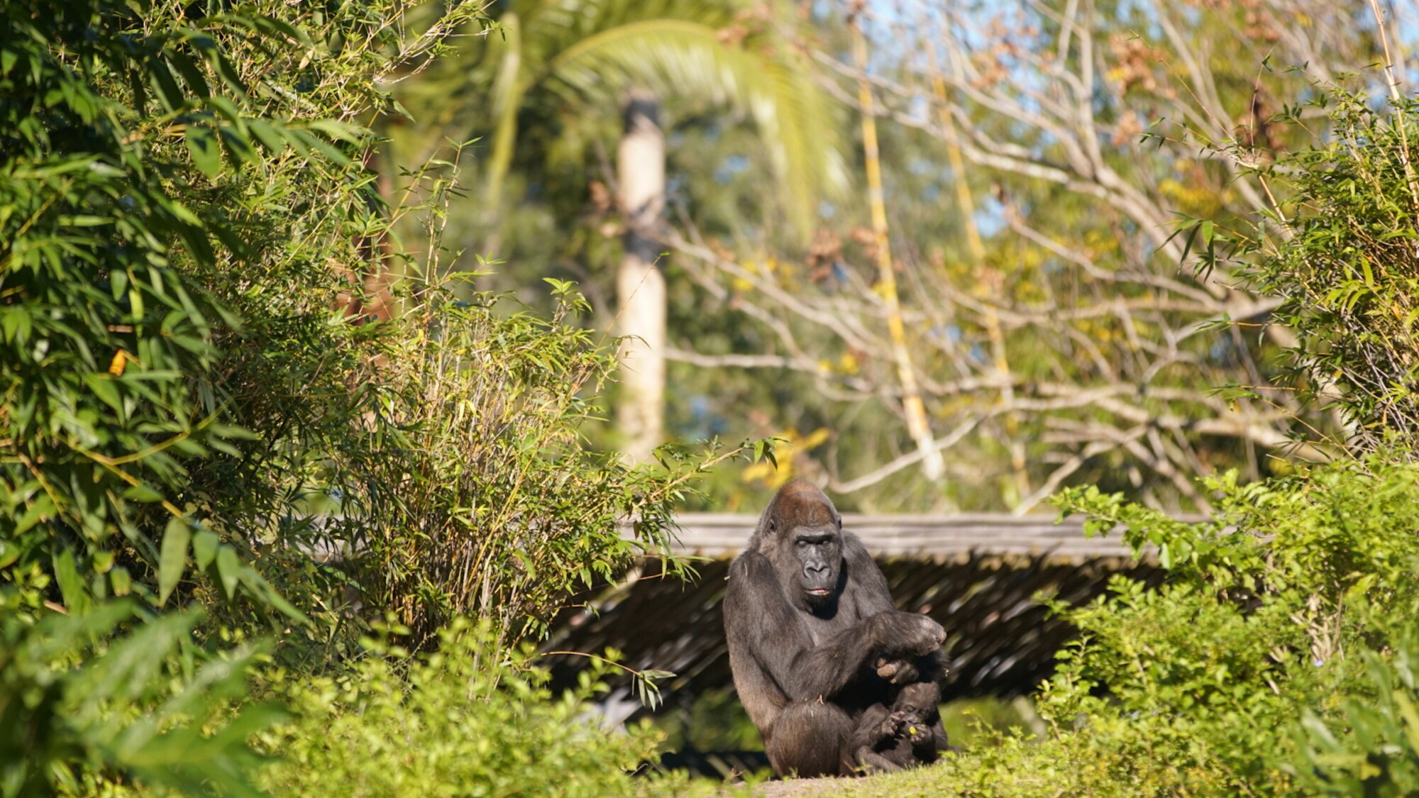 Kashata, the Western Lowland Gorilla, with daughter Grace. (Disney)