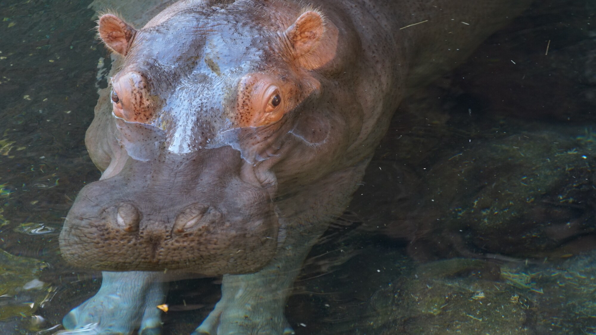 Augustus, Gus for short, the Hippopotamus. (Disney)