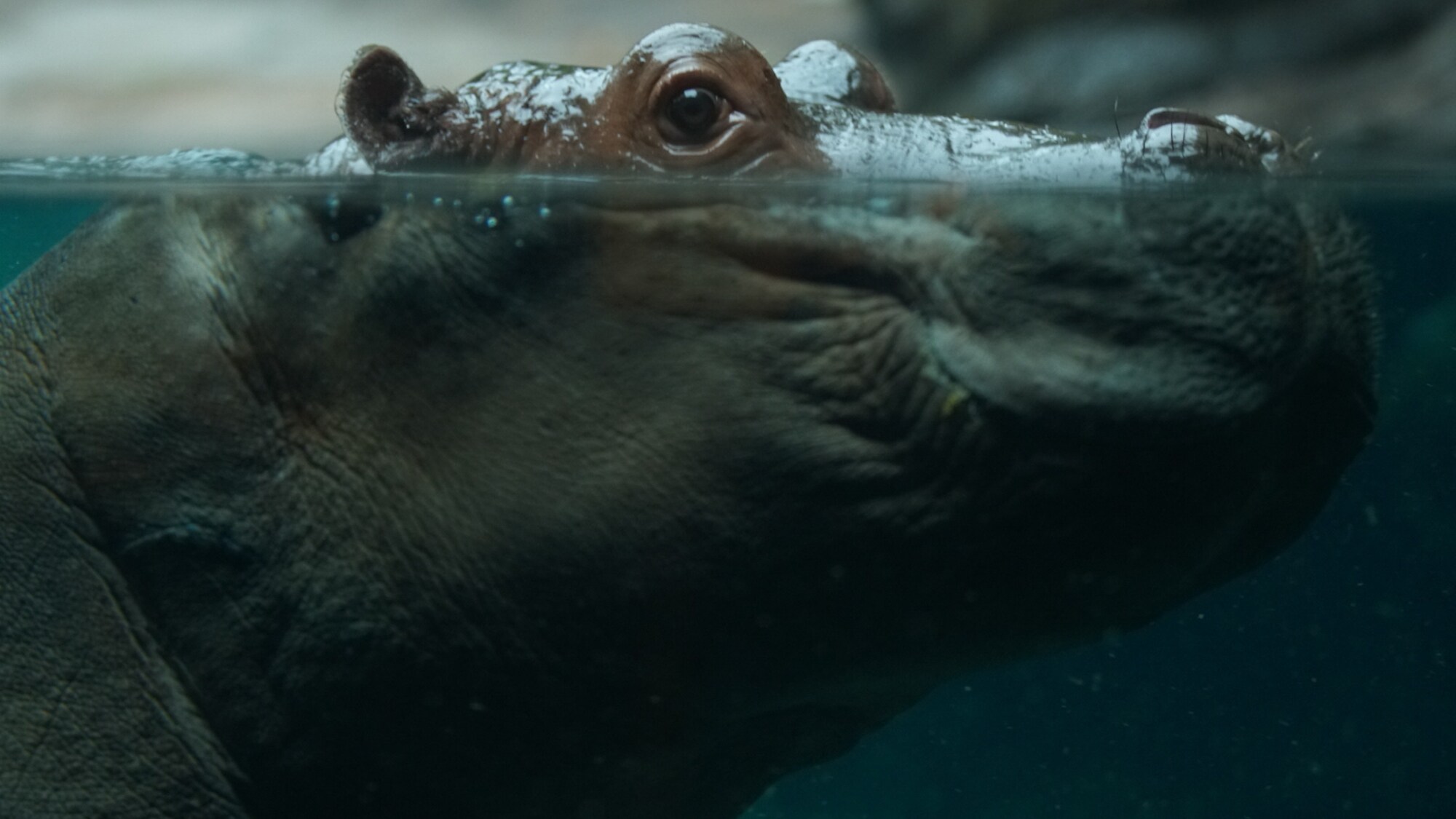 Augustus, Gus for short, the Hippopotamus. (Disney)