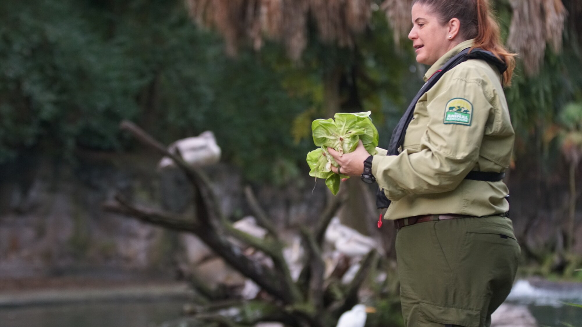 Keeper Jill Magee feeding hippos. (Disney)