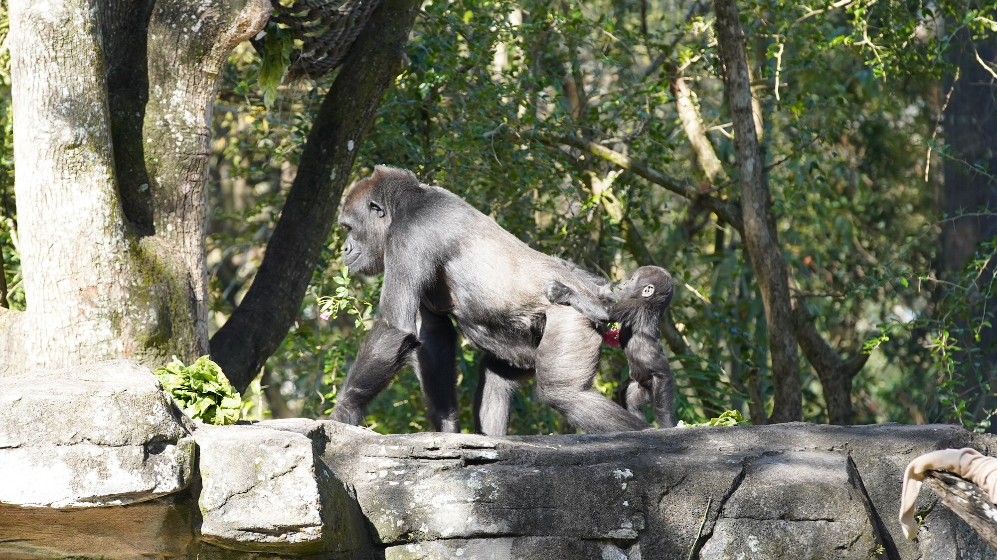 Kashata, the Western Lowland Gorilla, with daughter Grace. (Disney)