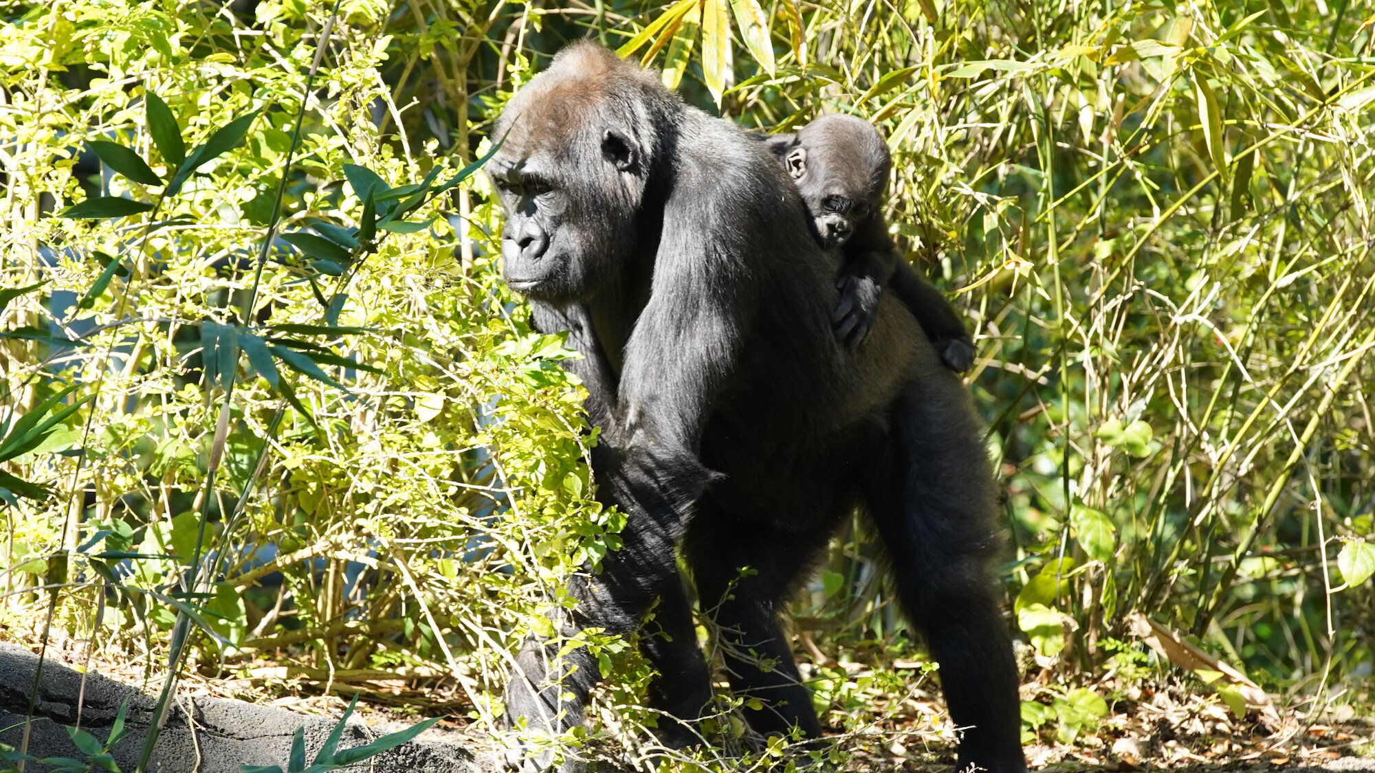 Kashata, the Western Lowland Gorilla, with daughter Grace. (Disney)