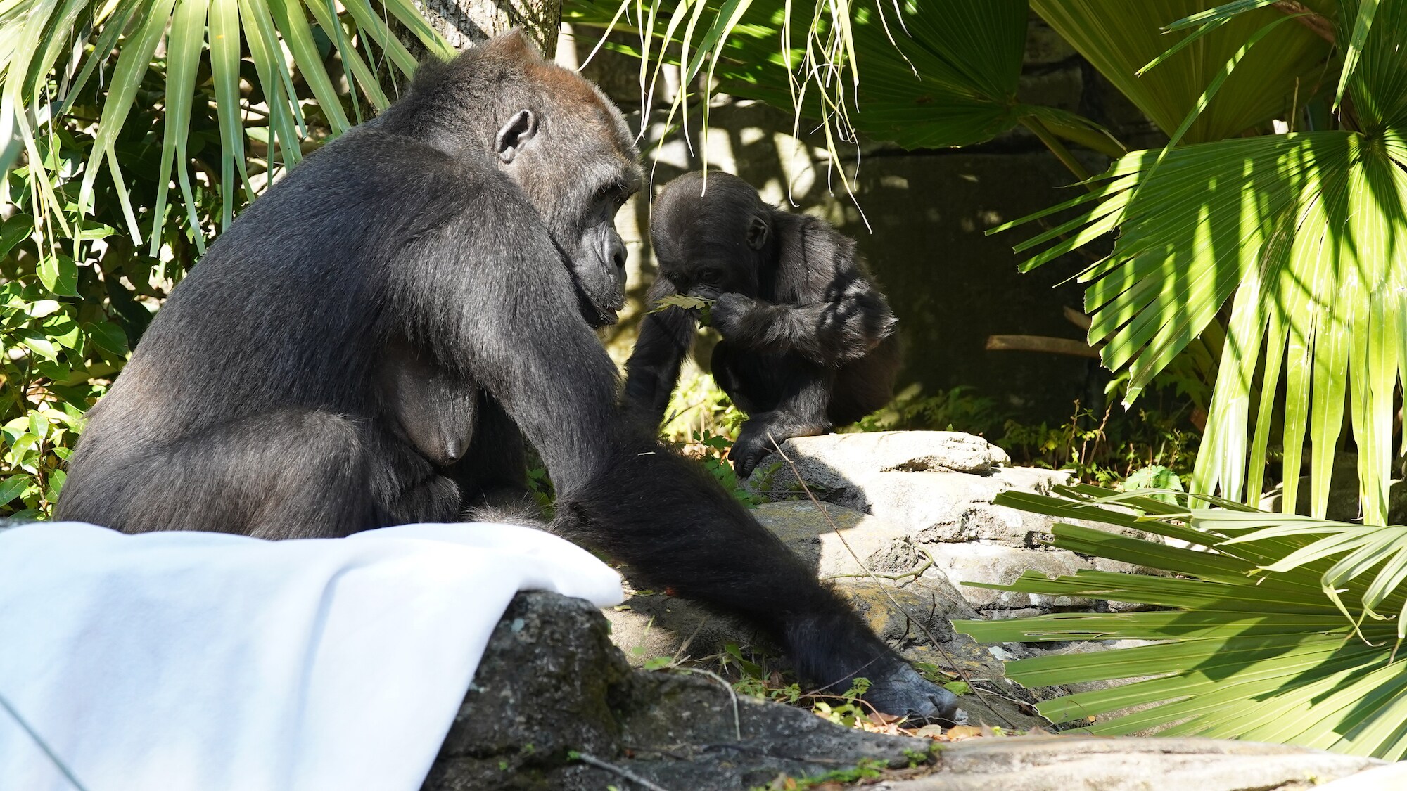 Kashata, the Western Lowland Gorilla, with daughter Grace. (Disney)