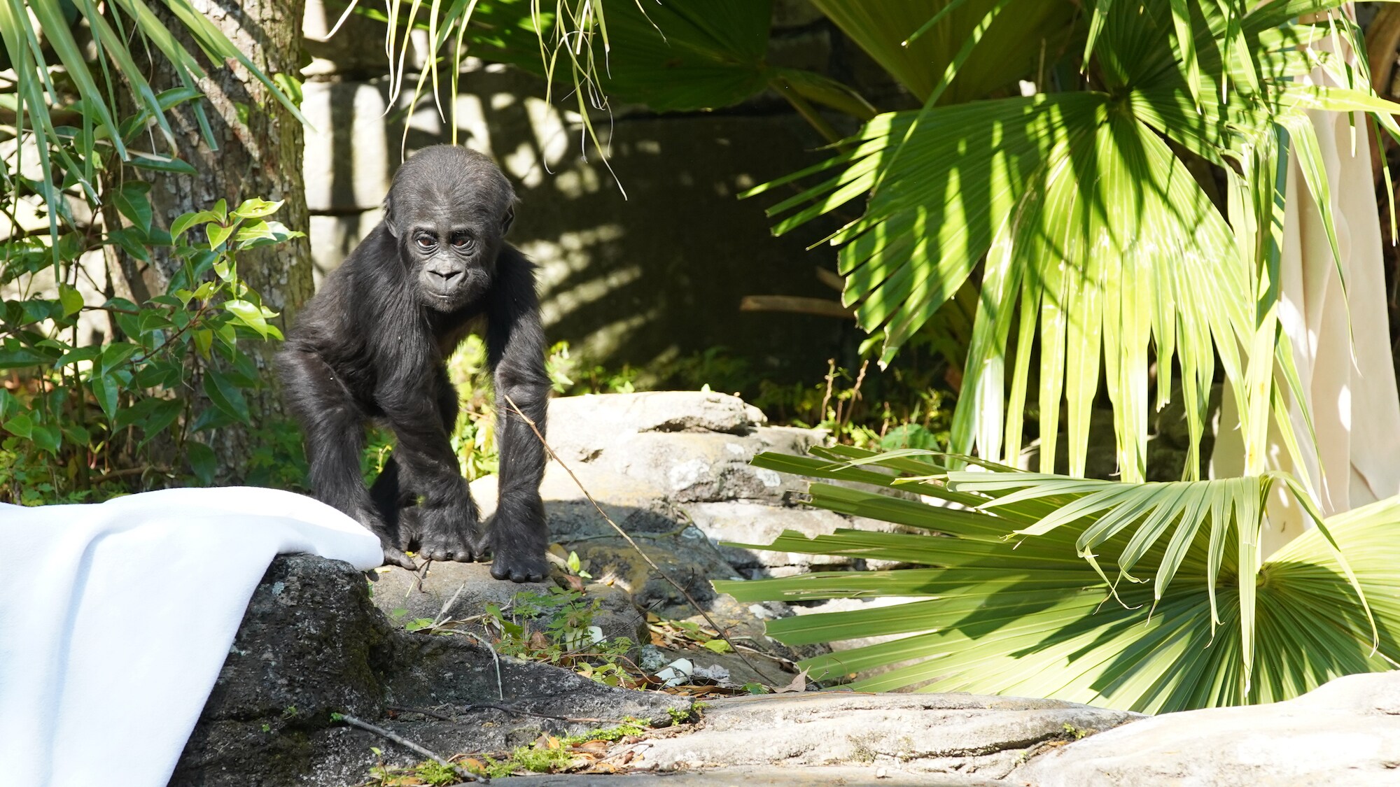 Grace, the baby Western Lowland Gorilla. (Disney)