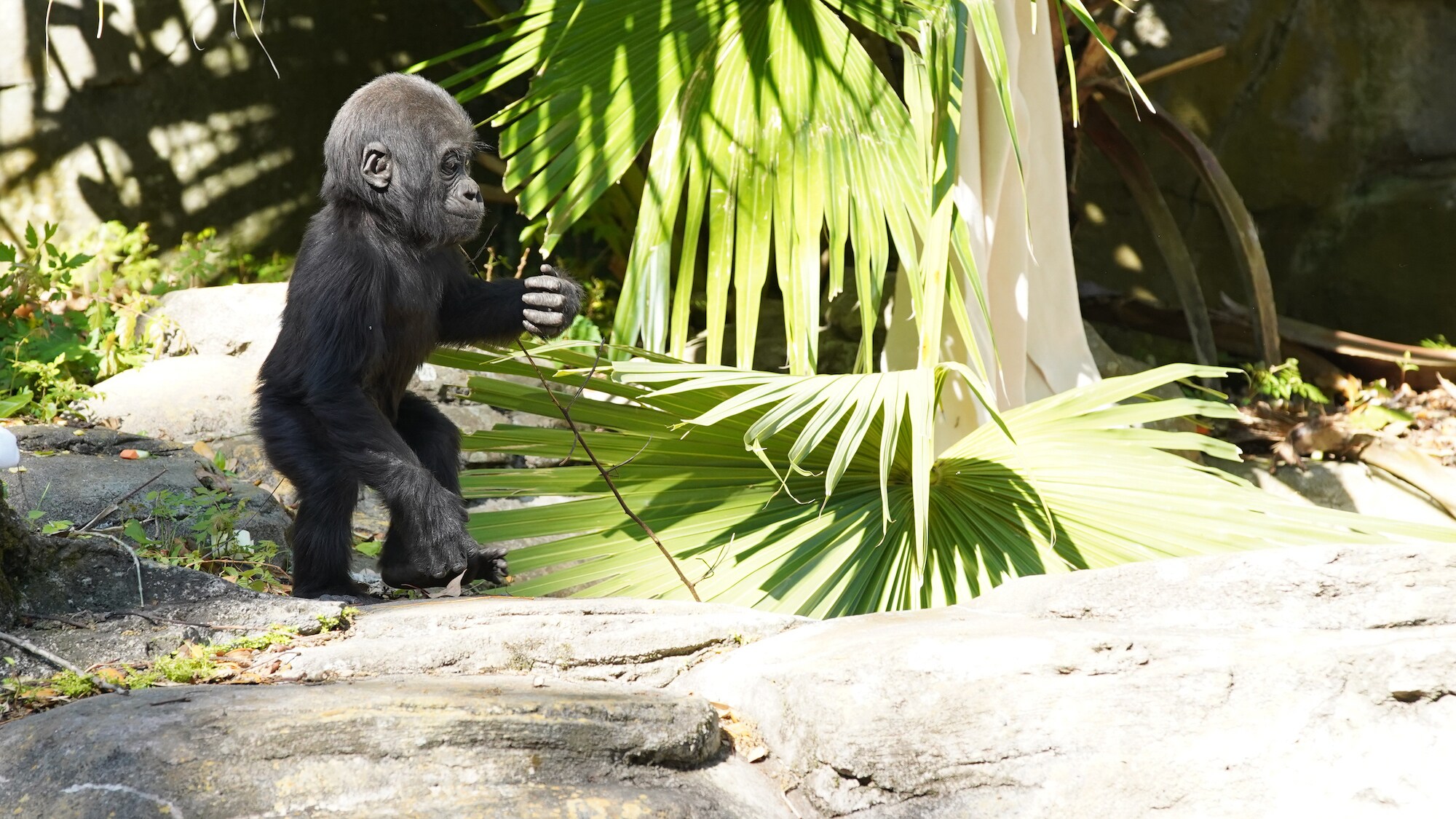 Grace, the baby Western Lowland Gorilla. (Disney)