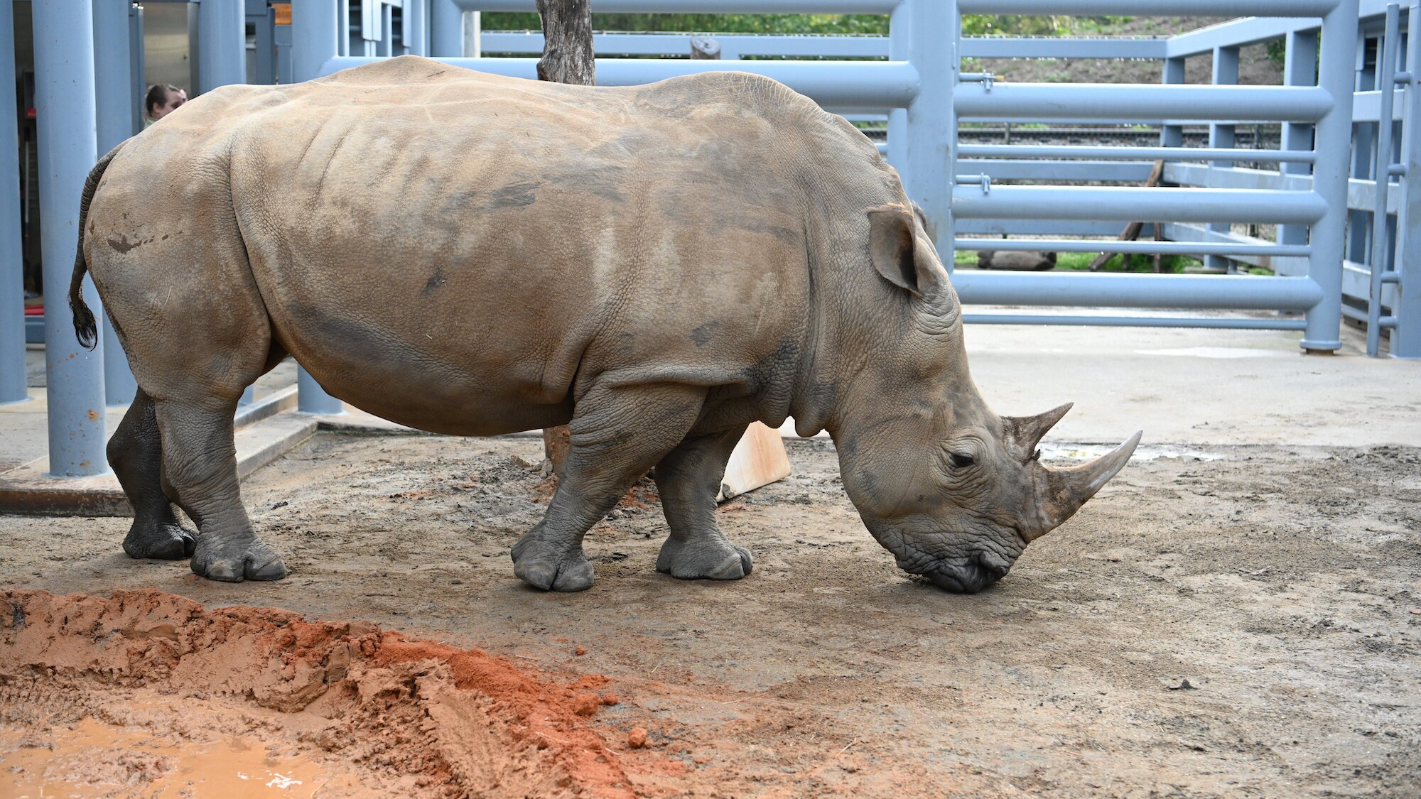 Jao the White Rhino. (National Geographic/Gene Page)