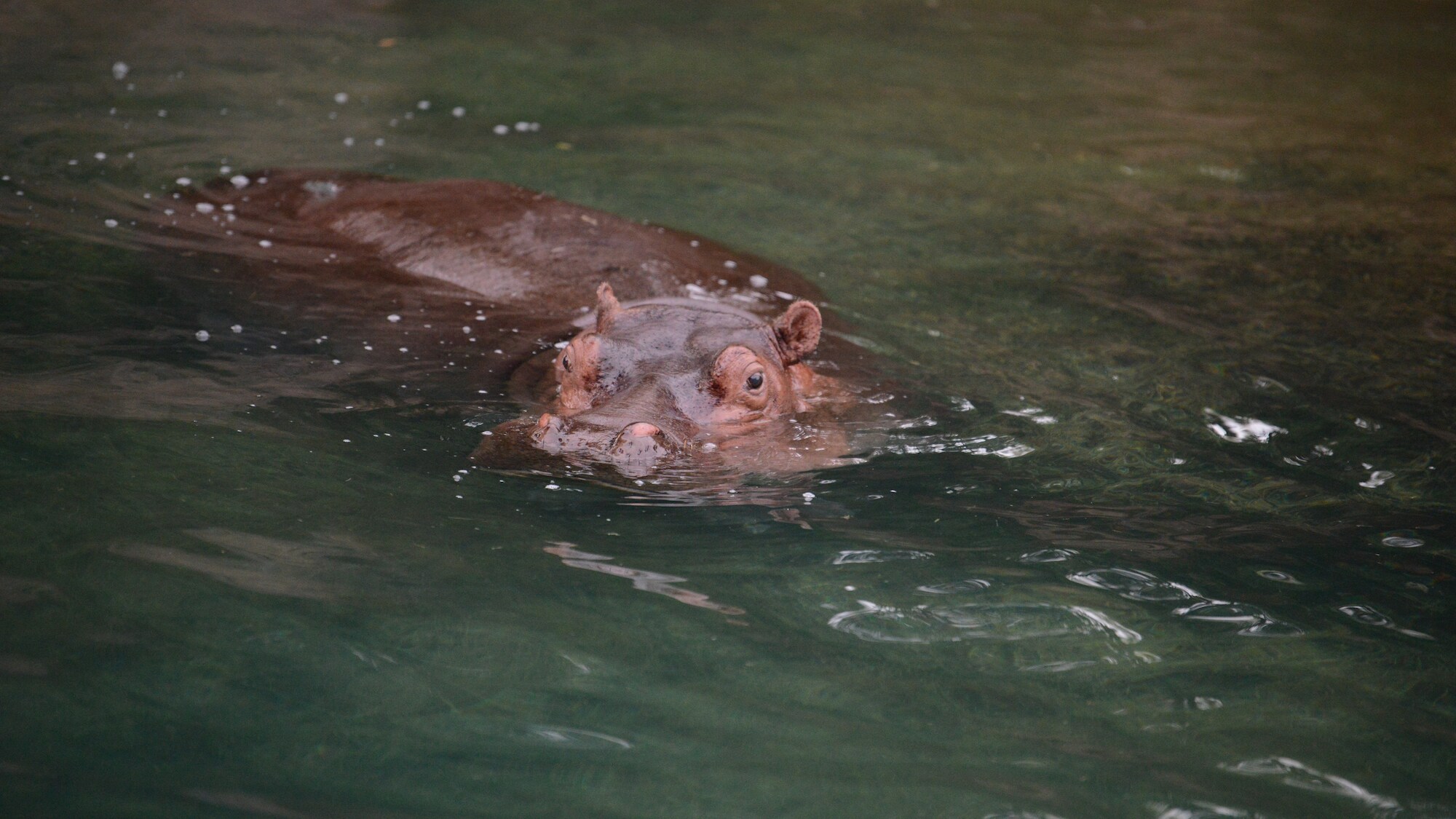 Hippopotamus at Animal Kingdom. (National Geographic/Gene Page)