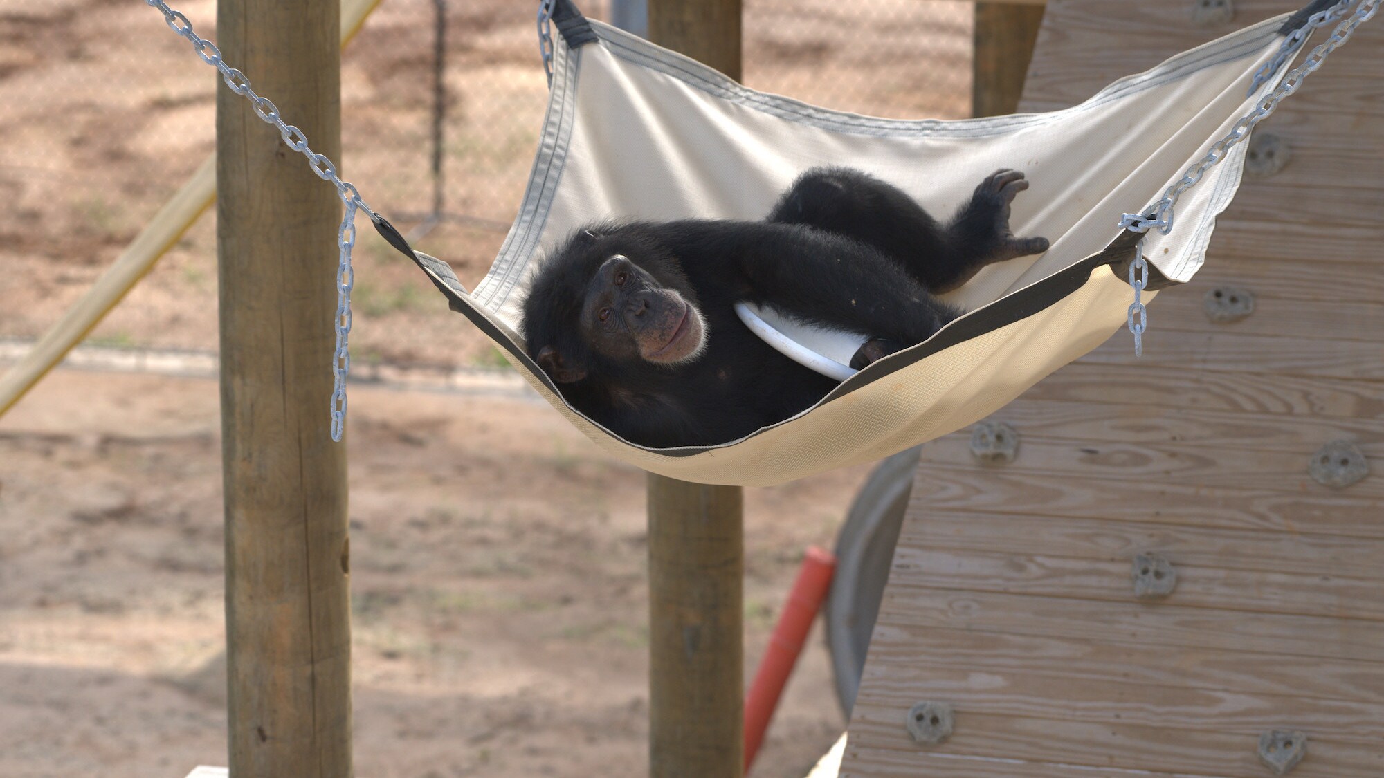 Keithville, Louisiana - "Riley resting in a hammock clutching a Frisbee. Riley is in 'Slim's Group'." (National Geographic/Chimp Haven/Karalee Scouten)