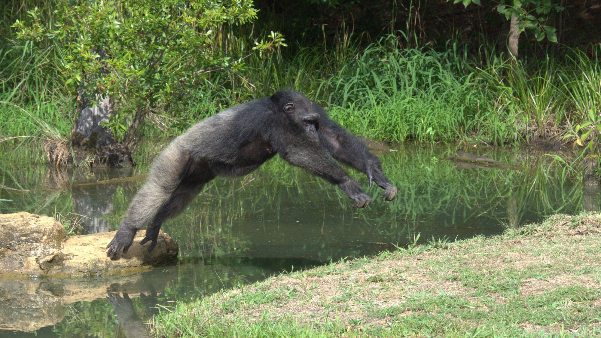Keithville, Louisiana - Nope leaping across the moat in Flora's group forest habitat. (National Geographic/Virginia Quinn)
