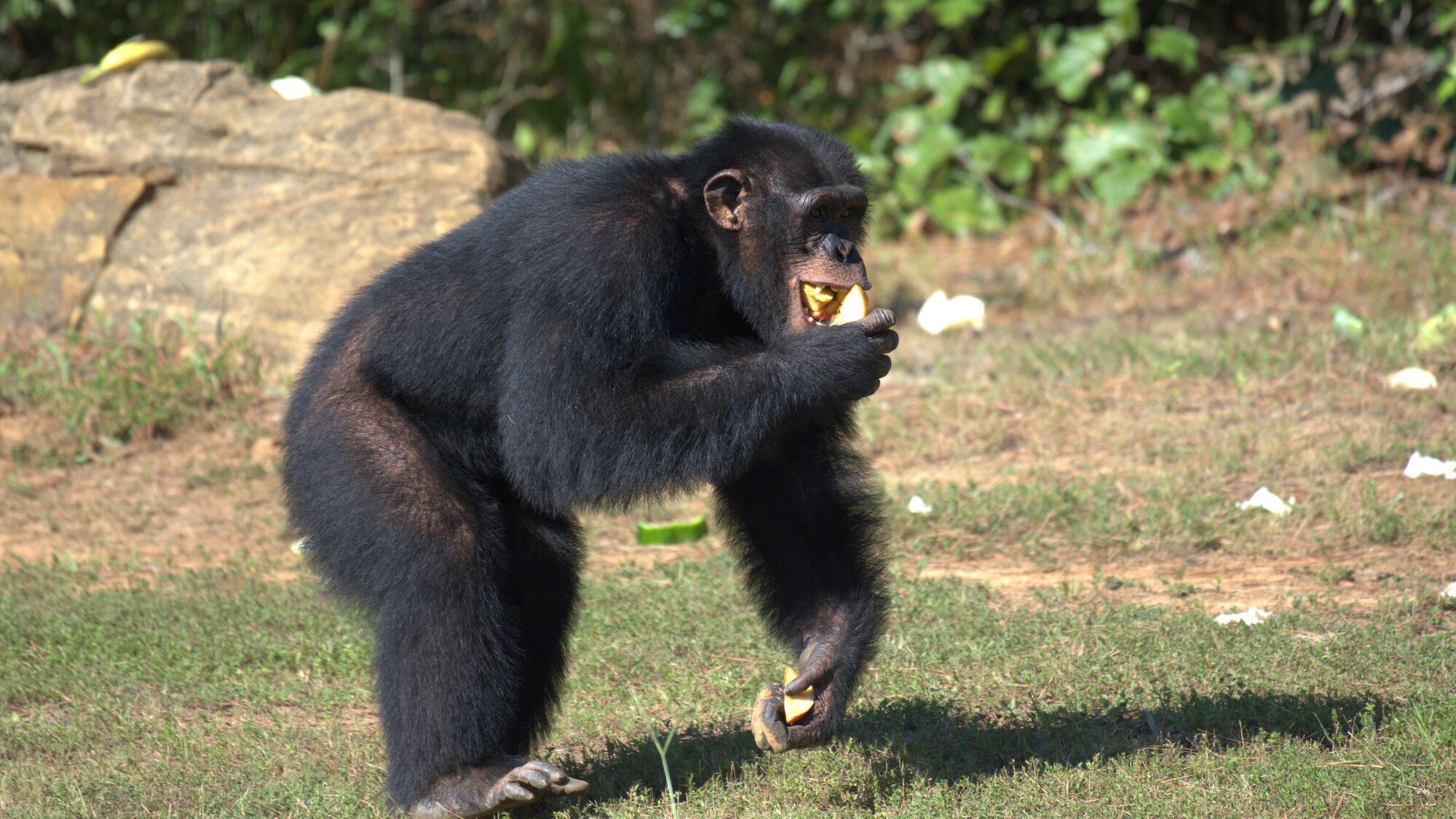 Keithville, Louisiana - Jimmy Dean walking with food in his mouth and hands. (National Geographic/Virginia Quinn)