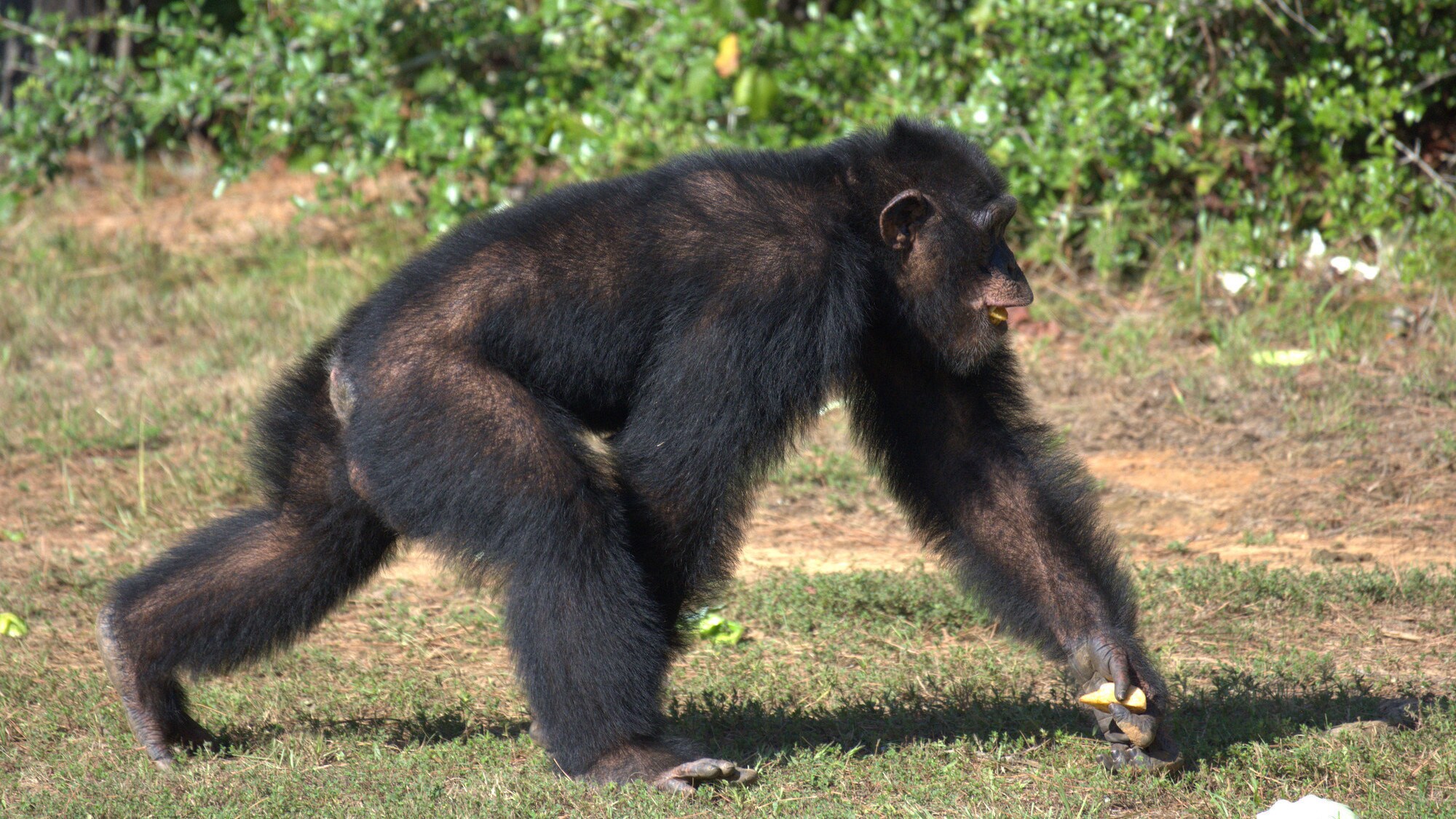 Keithville, Louisiana - Jimmy Dean on the move. He looks slightly piloerect meaning fearful, startled or excited. (National Geographic/Virginia Quinn)