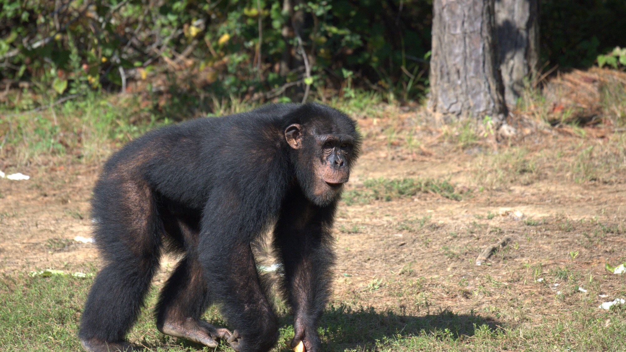 Keithville, Louisiana - Jimmy Dean walking through forest habitat. Quadrupedalism (quadra ped meaning four feet) is a form of terrestrial locomotion in animals using four limbs or legs, also known as knuckle walking in primates. (National Geographic/Virgi