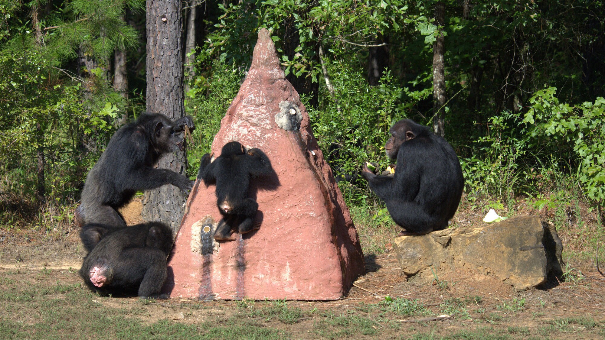 Keithville, Louisiana - Carlee termite fishing with four other Chimps from Flora's group. (National Geographic/Virginia Quinn)