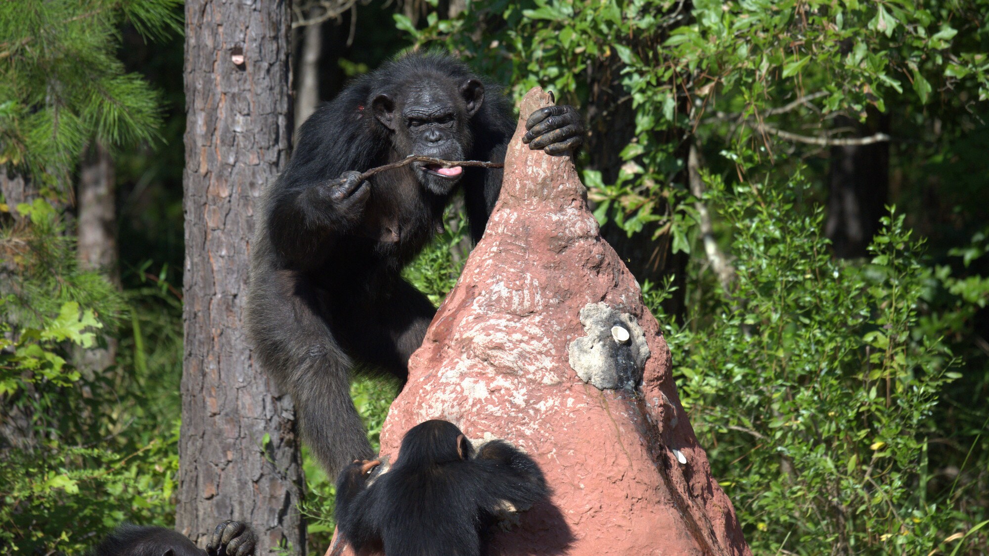 Keithville, Louisiana - "Chimp called Muffy using a stick to termite fish. Baby Carlee is on the bottom of the termite mound. 'Flora's Group'." (National Geographic/Virginia Quinn)