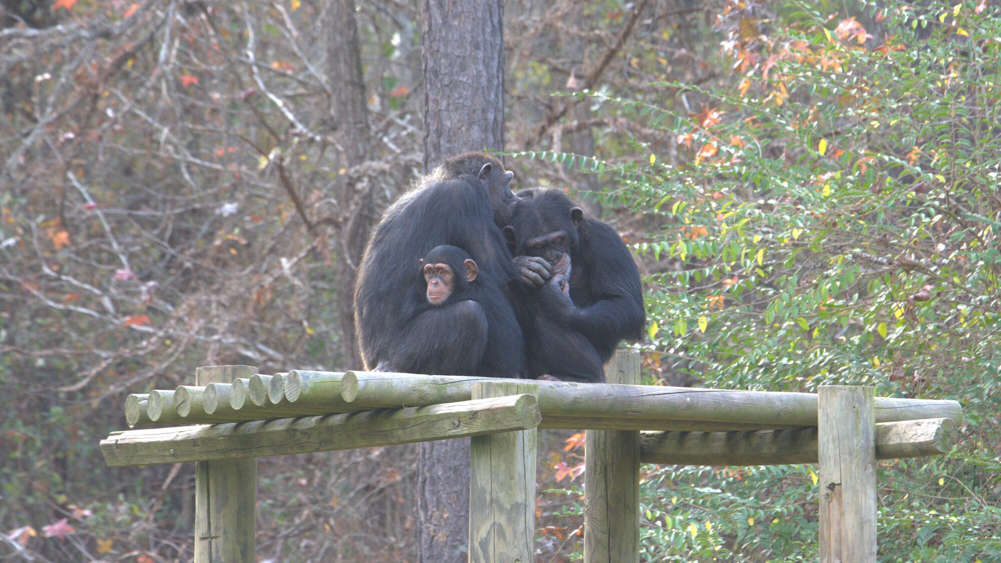 Keithville, Louisiana - Baby Carlee with her Mum Passion, and older sister Arden on a platform in their forest habitat at Chimp Haven. Passion and Arden are grooming, an important part of Chimp social behaviour. They are in 'Flora's Group'. (National Geog