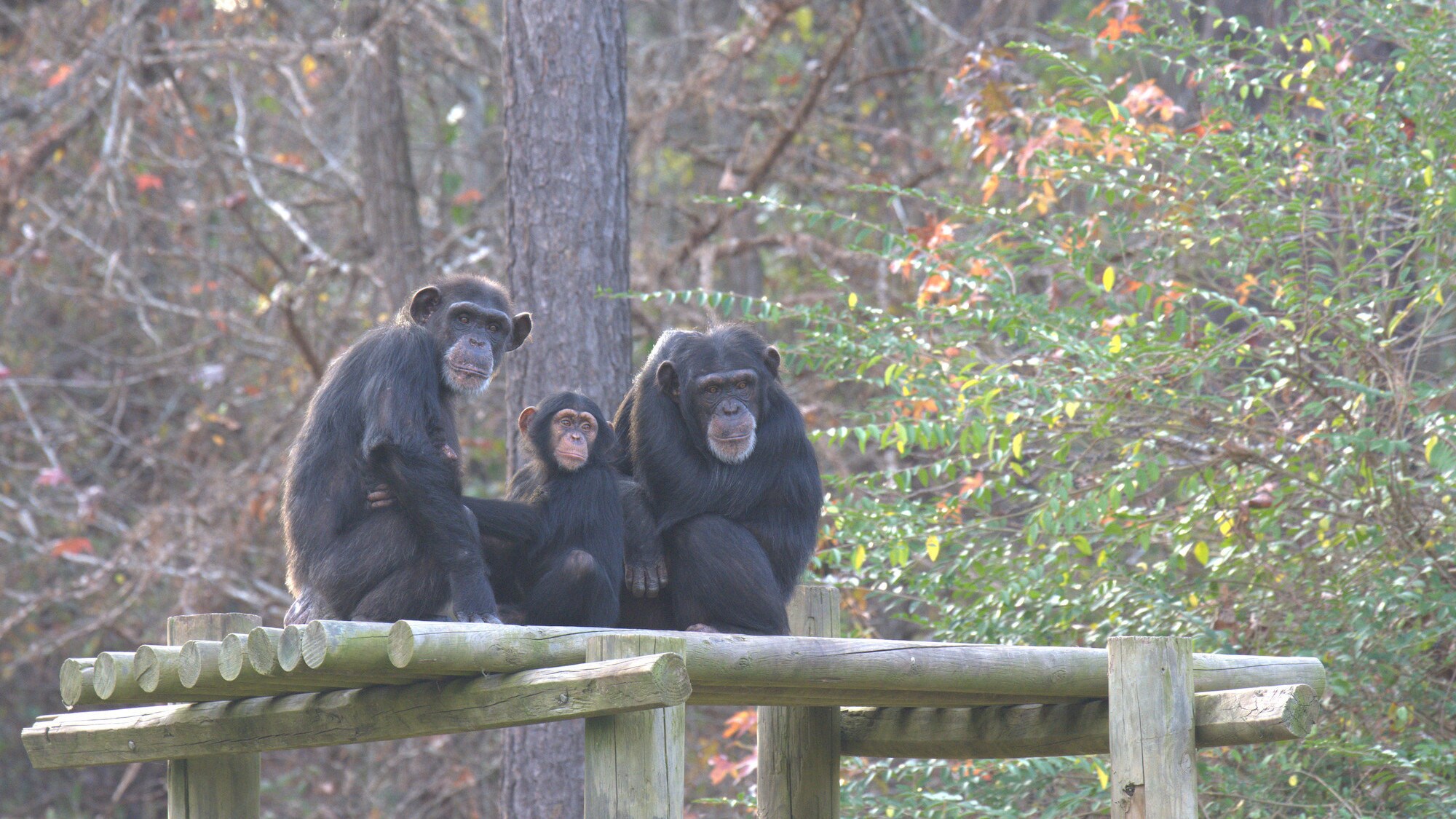 Keithville, Louisiana - Baby Carlee with her Mum Passion, and older sister Arden on a platform in their forest habitat at Chimp Haven. They are in 'Flora's Group'. (National Geographic/Virginia Quinn)